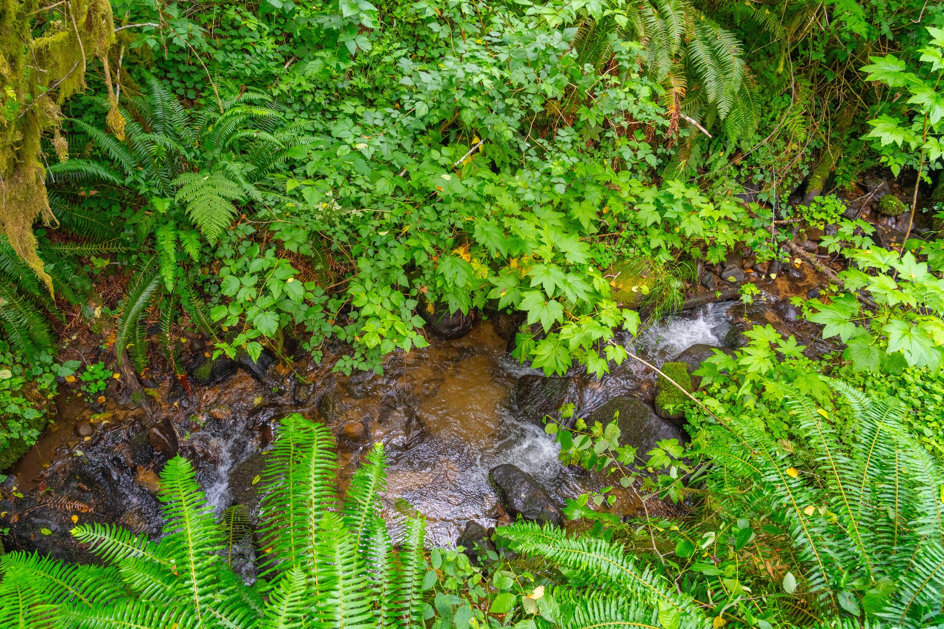 MILL CREEK FOREST