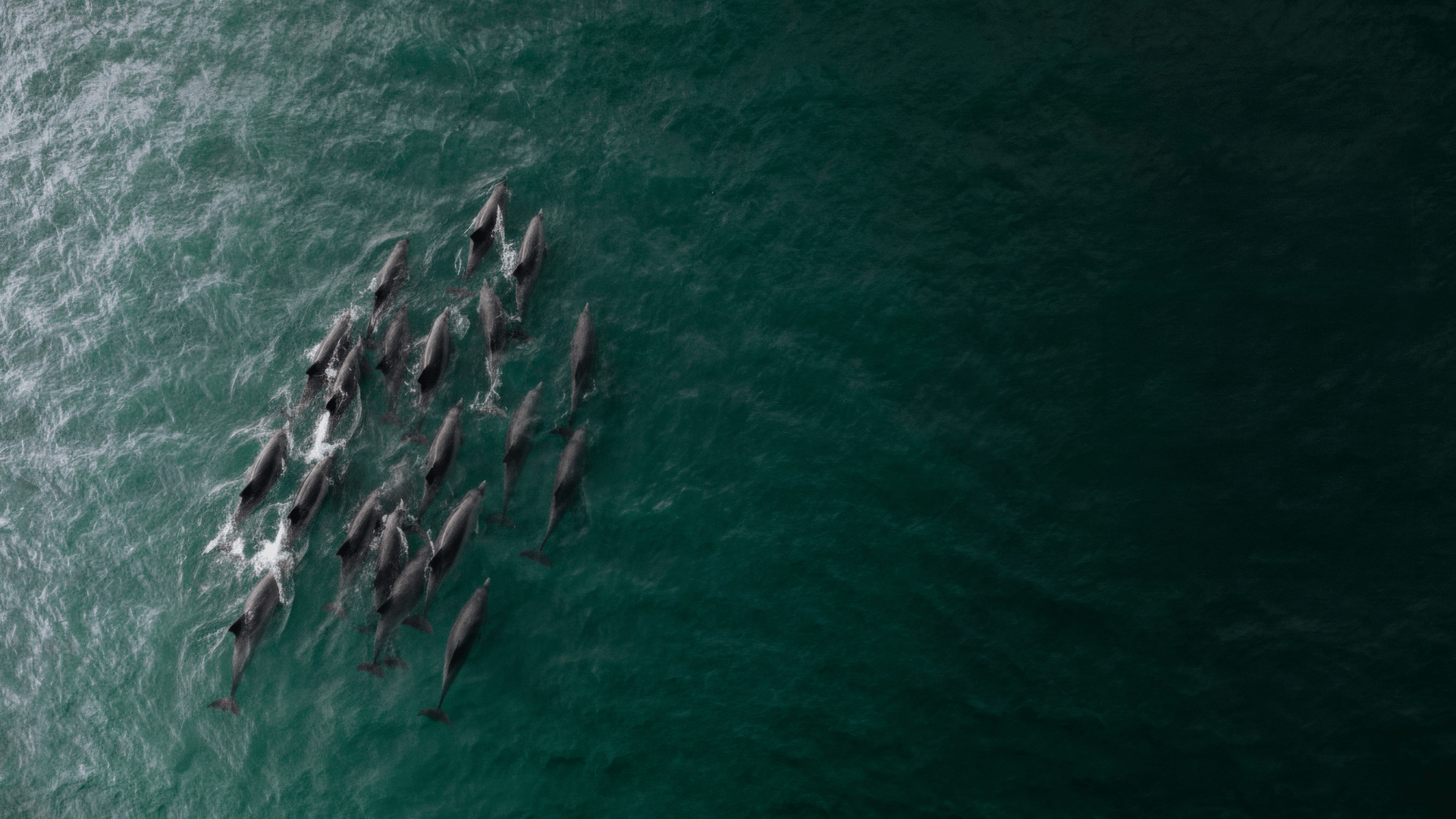 Aerial view of a pod of dolphins in the Pacific Ocean off Quivira Los Cabos