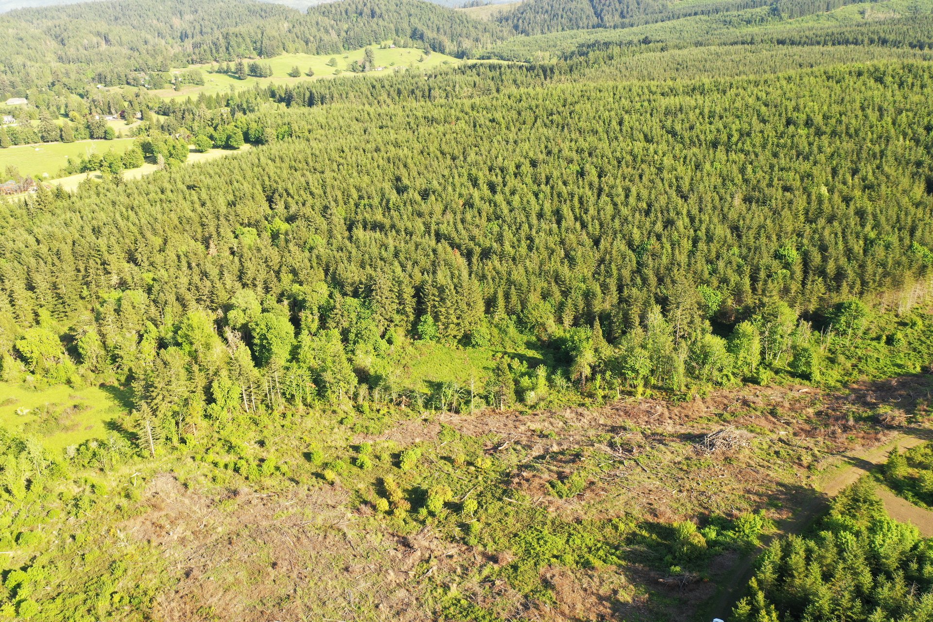 KIMBALL FOREST
