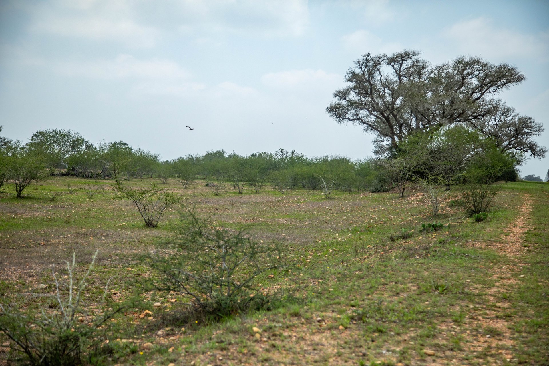 Five Mile Creek Reserve | 252.73± Acres-High Fence | DeWitt County, TX