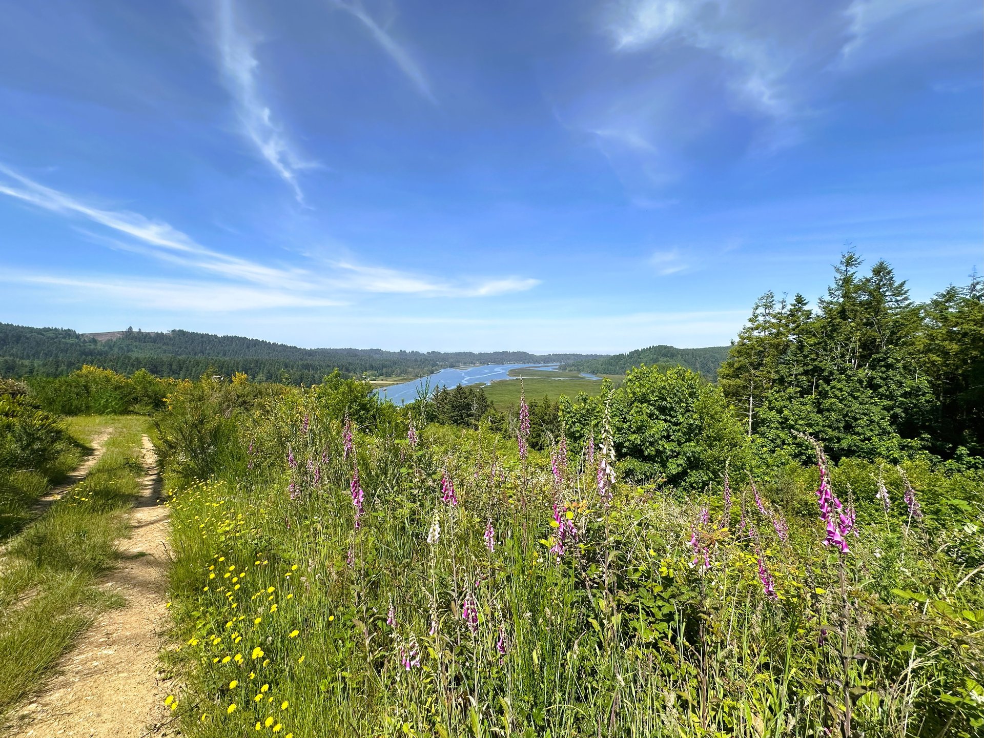 Alsea Estuary Forestland