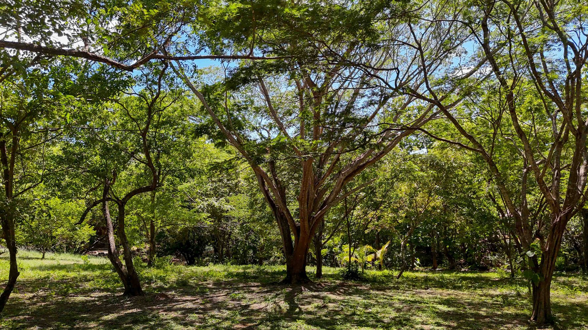 Acreage Estate Lot | 7,128 m² Buildable Property Near Playa Avellanas