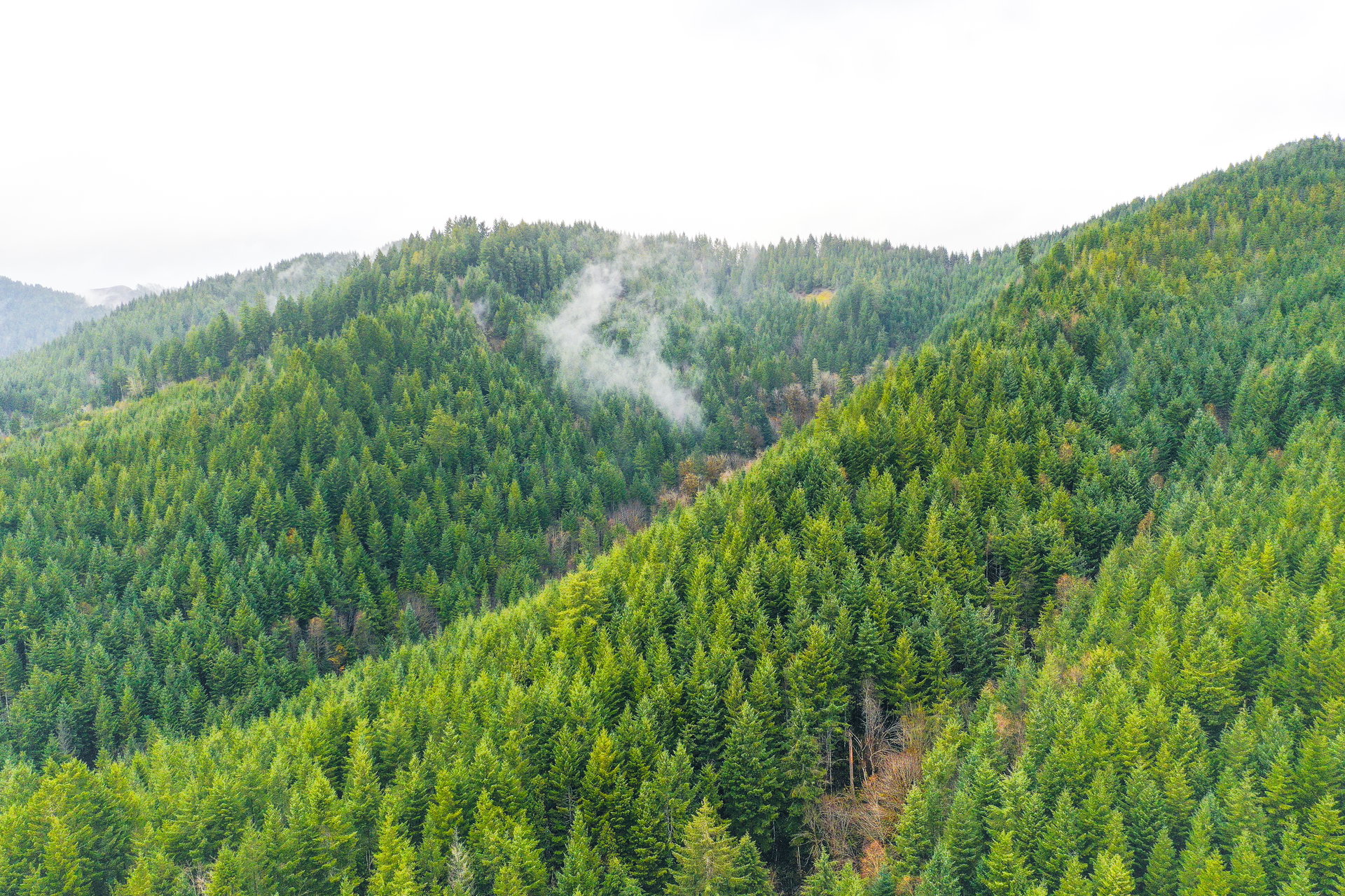 RICHARDSON TIMBER
