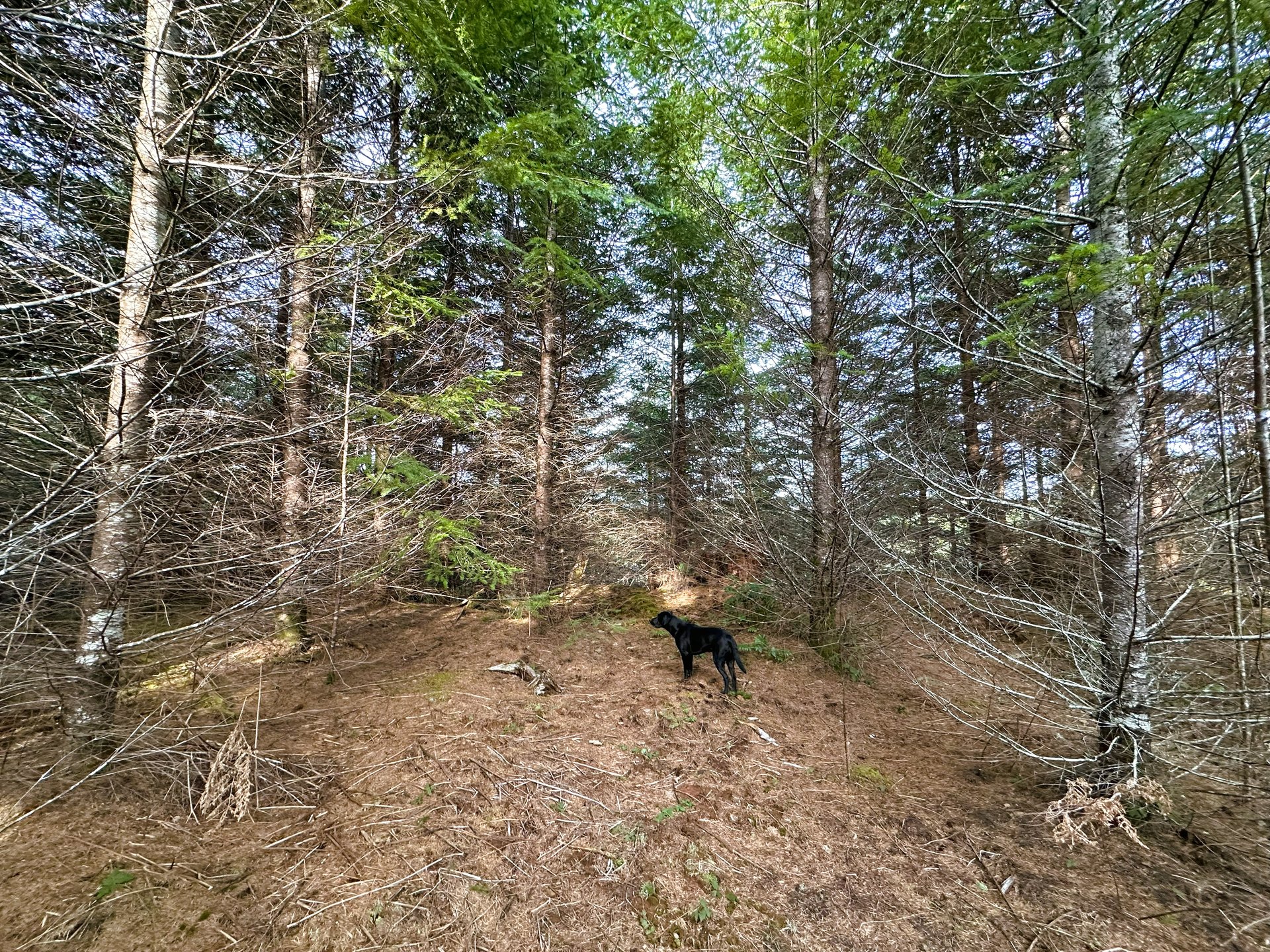 ARC Woods