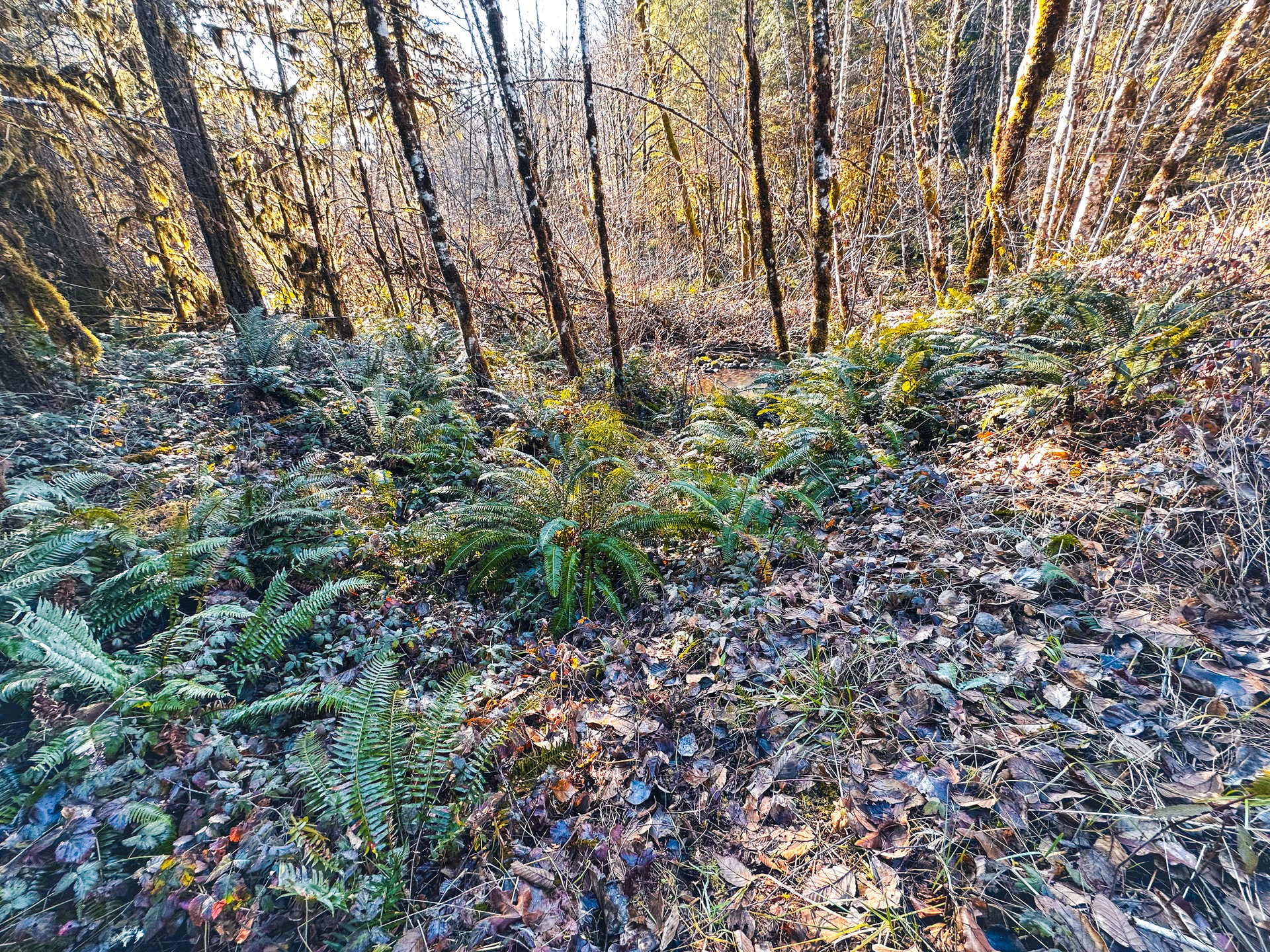 Camp Creek Forest