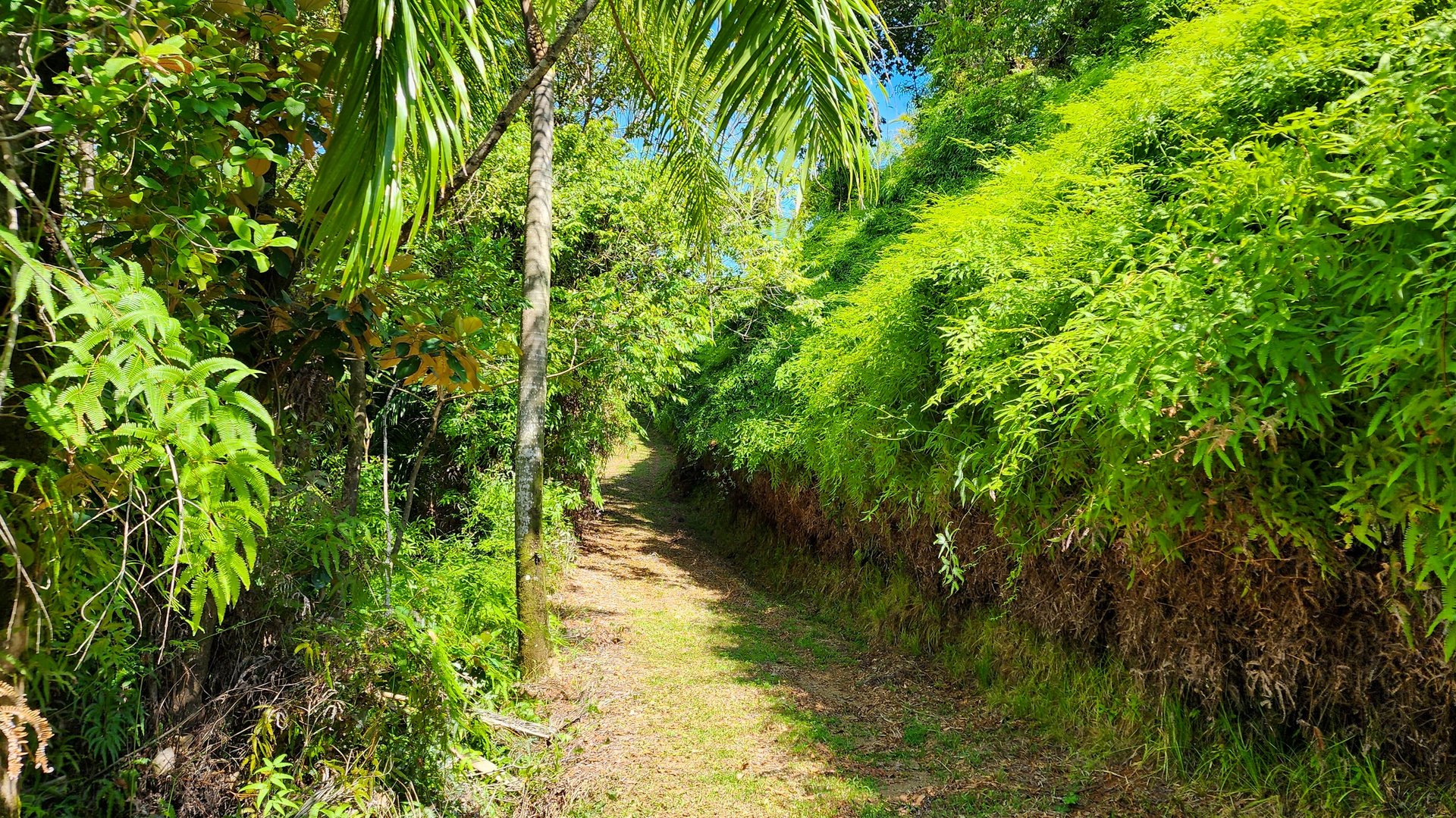MANGO MANOR RIDGE PREMIER OCEAN VIEW PROPERTY IN DOMINICAL