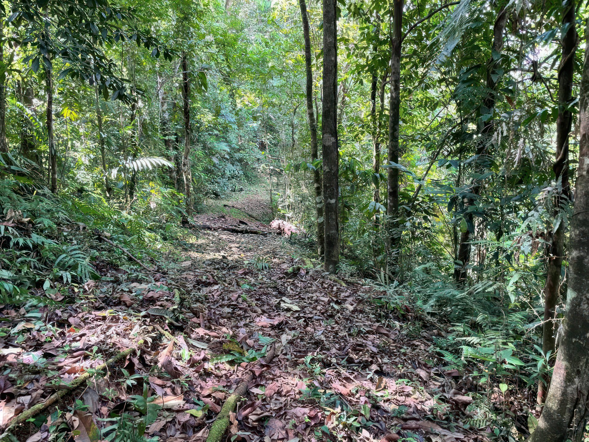 61 Acres of Pure Nature for Off-Grid Living & Conservation | Quepos