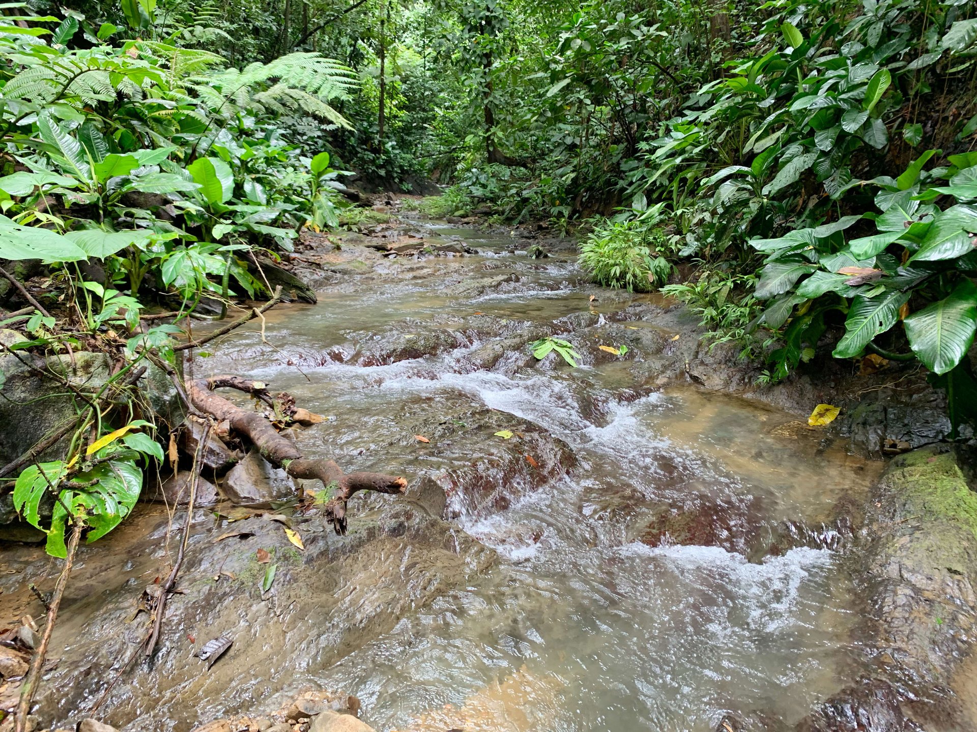Mountain land with ocean view of Manuel Antonio/Quepos Quepos Puntarenas
