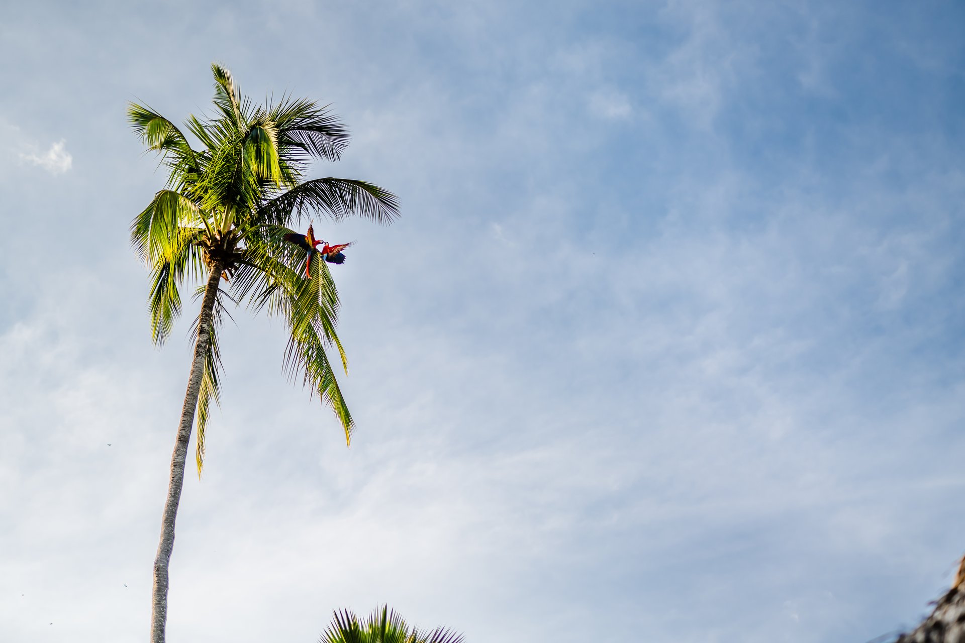 Tambor Tropical Beach Resort / Tambor, Cóbano, Puntarenas