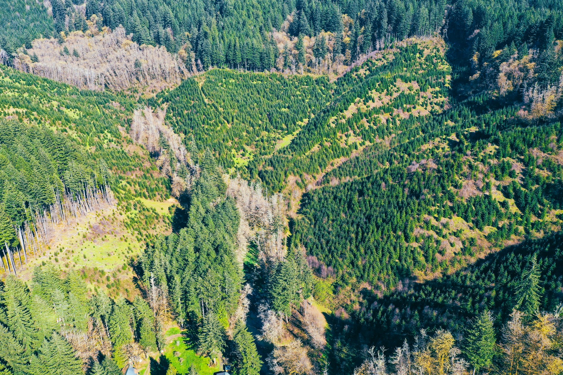 Coyote Creek Forest