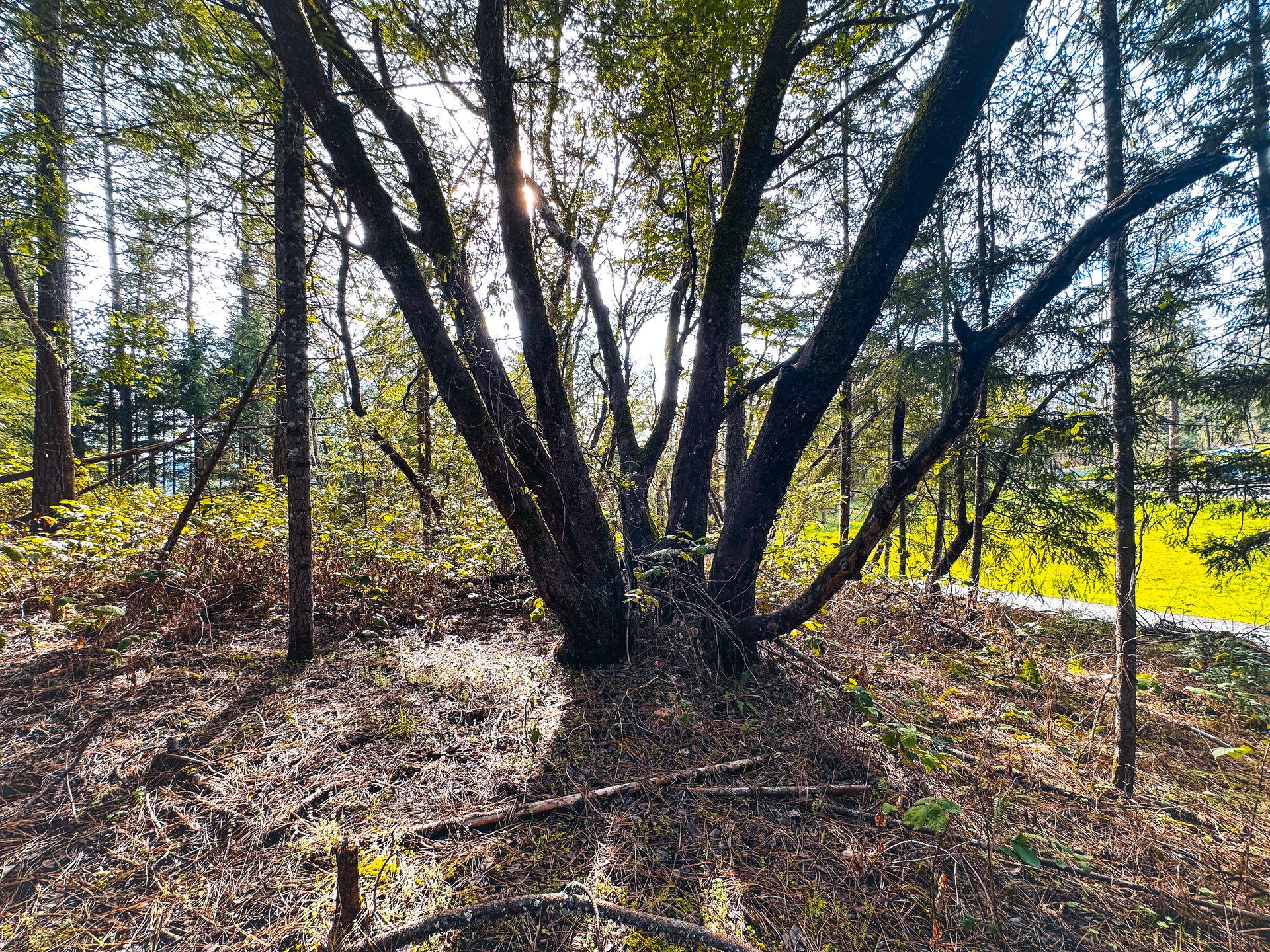 SUTHERLIN WOODLOTS