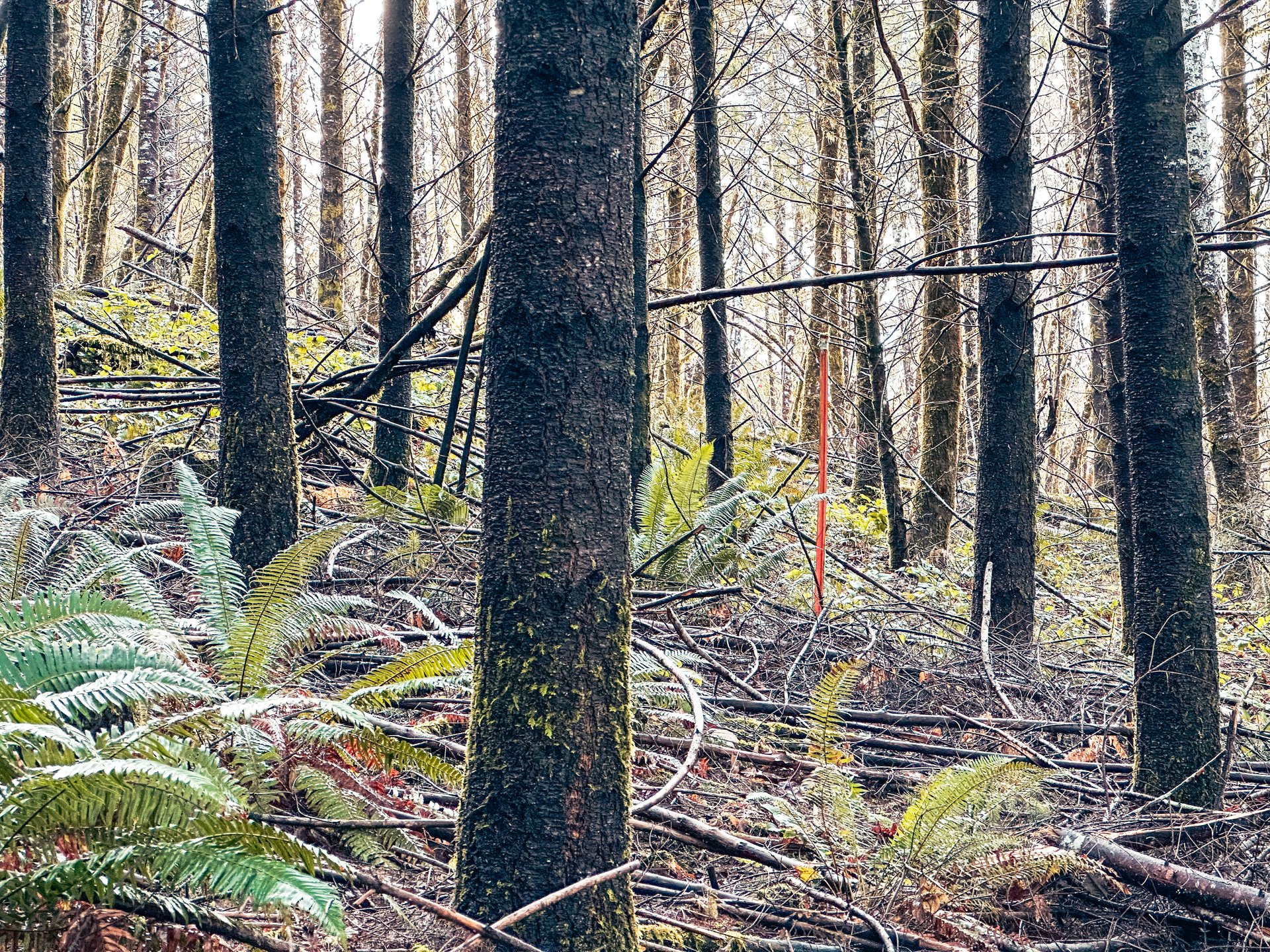 RICHARDSON TIMBER
