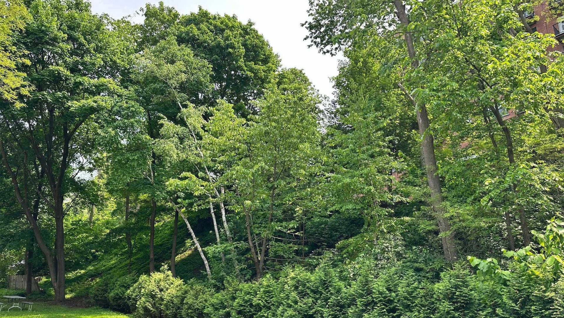 At the edge of Westmount | Corner unit with a view of Mount Royal