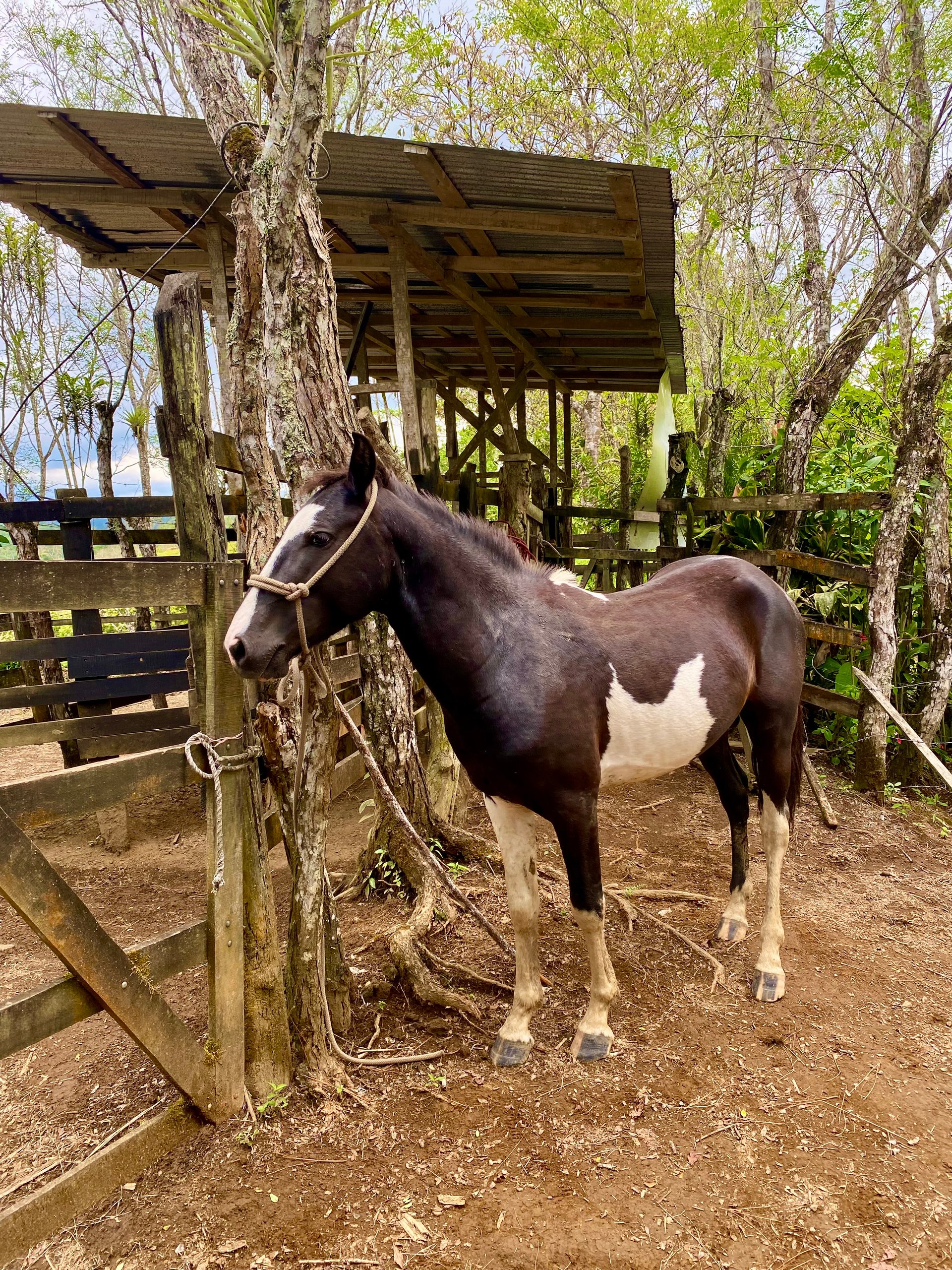 54 Acre Ranch in San Vito, Coto Brus