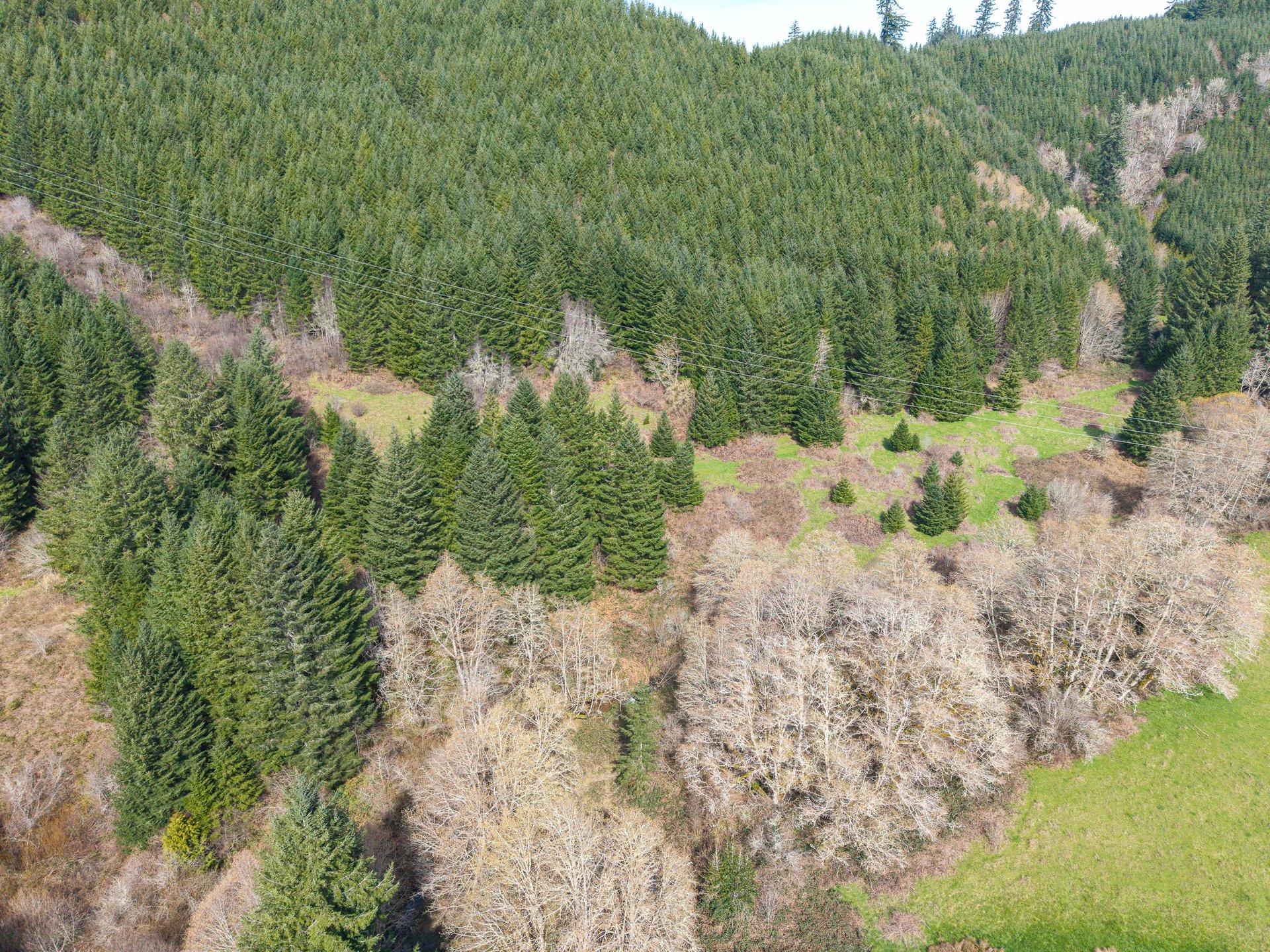 LITTLE ELK TREEFARM