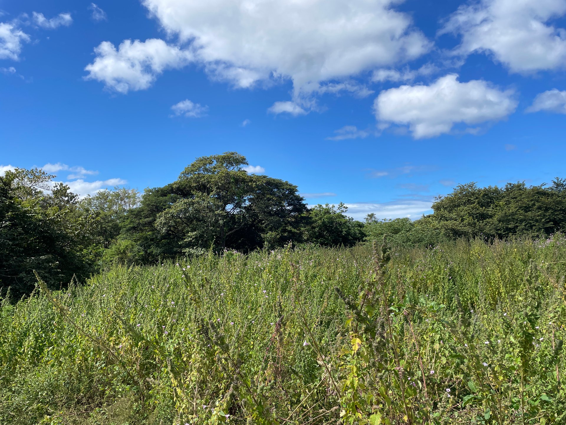 Private Jungle Estate Land in Vistas de Flamingo, Guanacaste, Costa Rica