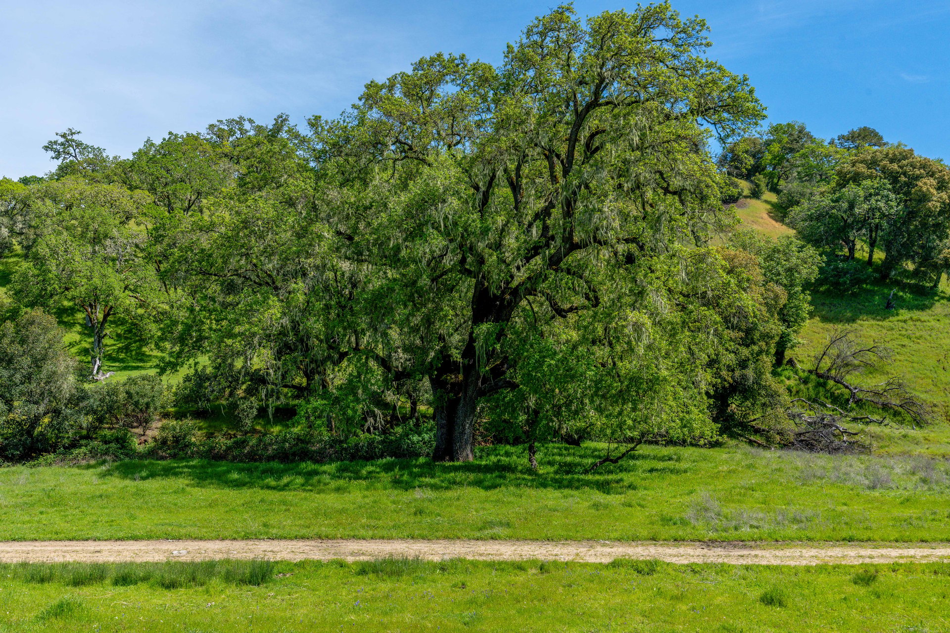 The Hopland Hills Ranch