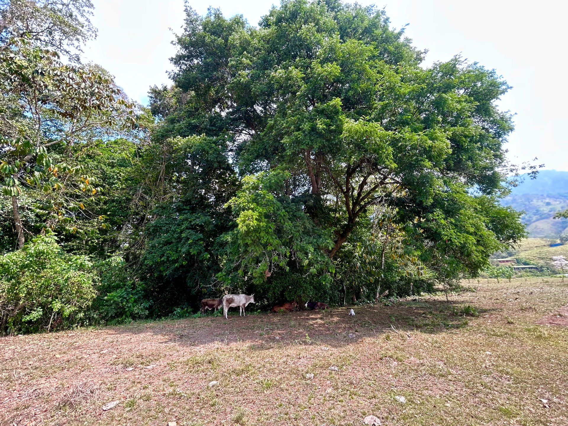 Mix Use Land in Palmar Norte with Costanera Access and Several Potential Building Sites - Over 10 Acres