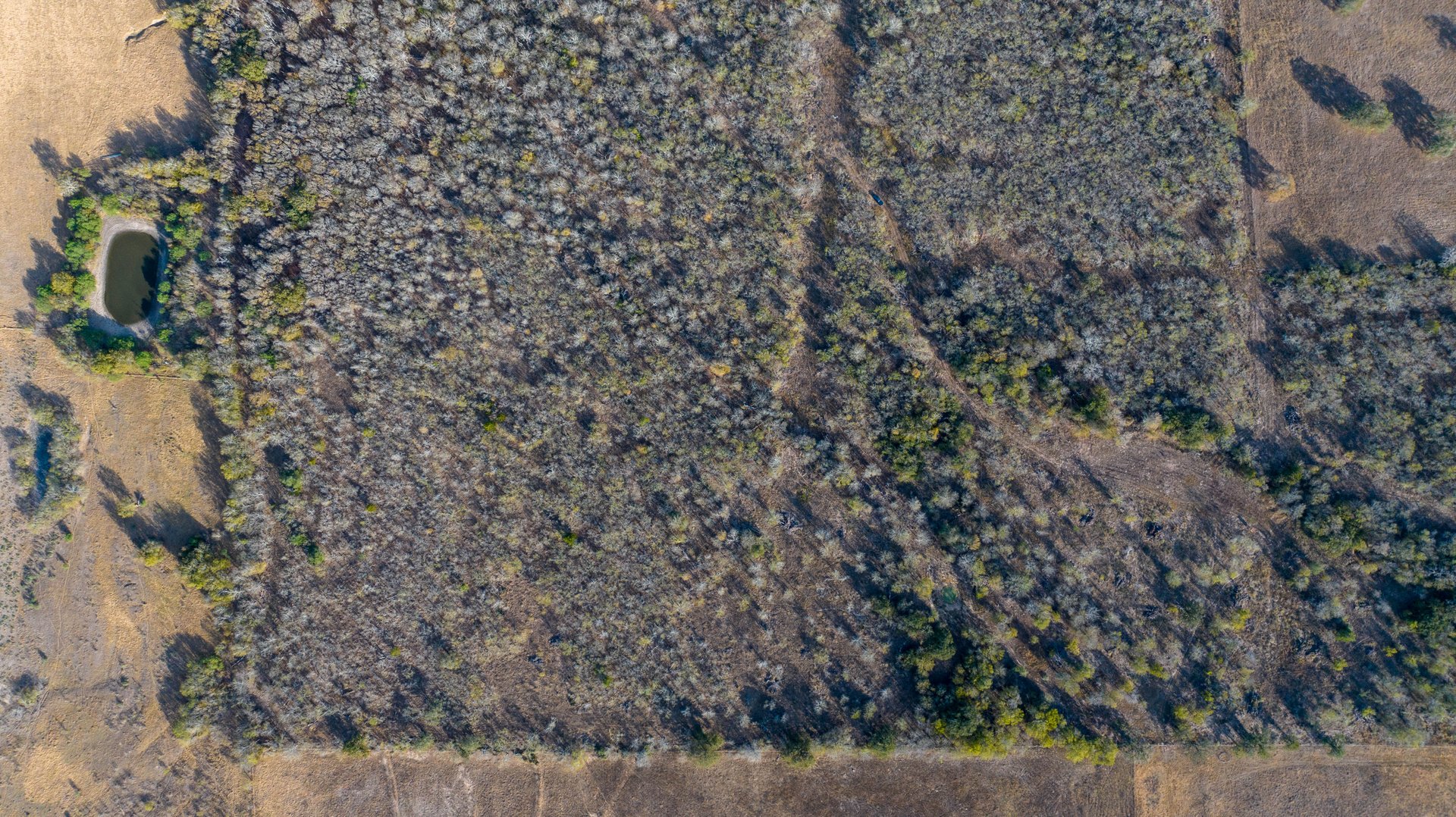 Gonzales County | 104+/- Acres