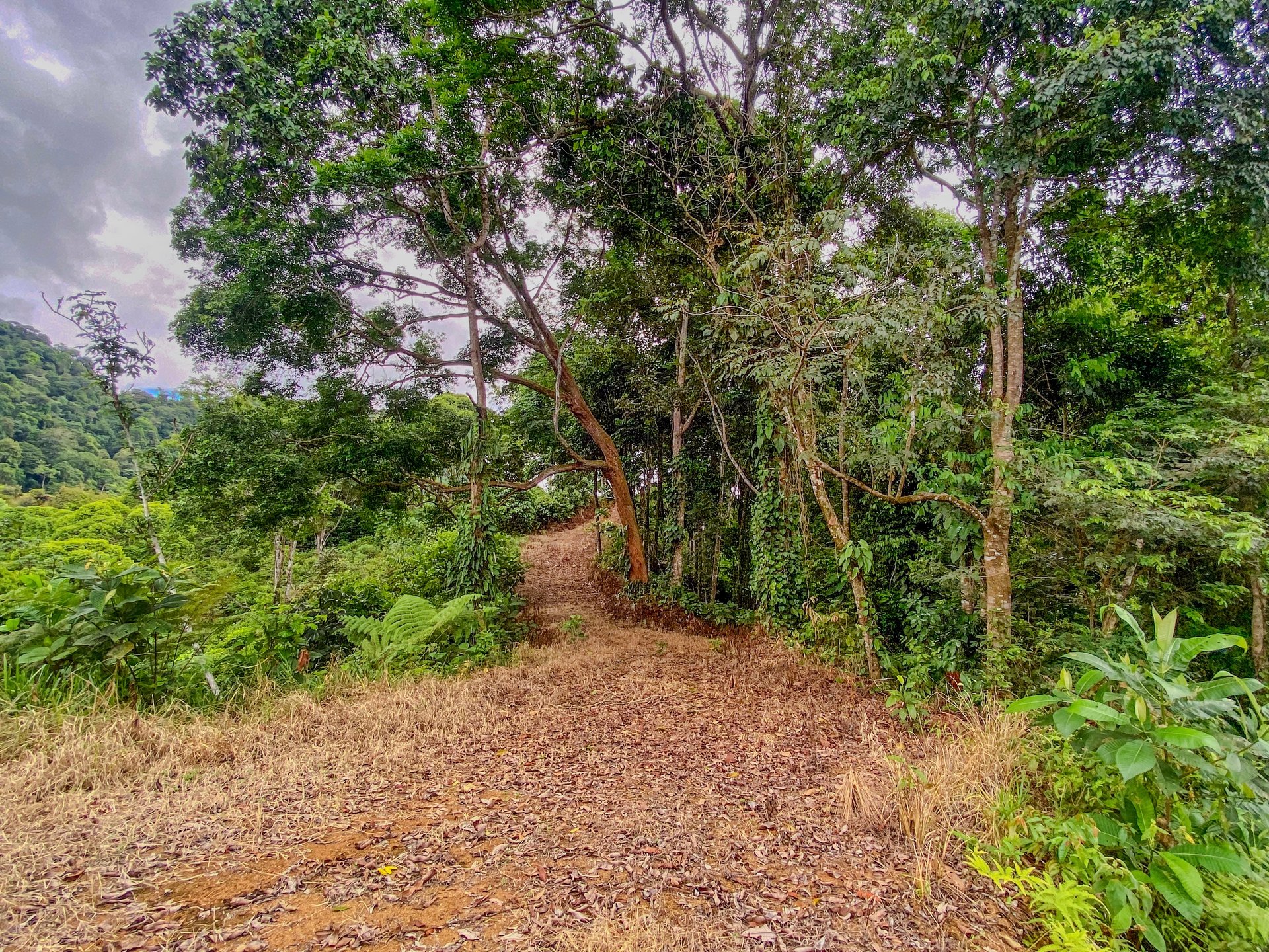 59.35 ACRES- Ocean And Mountain View Land, 6 Building Areas, Legal Water, Public Road, 20min From Beaches!!!