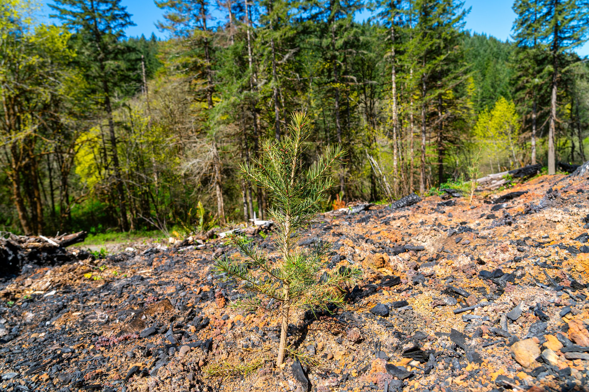 Sharewater Homesite