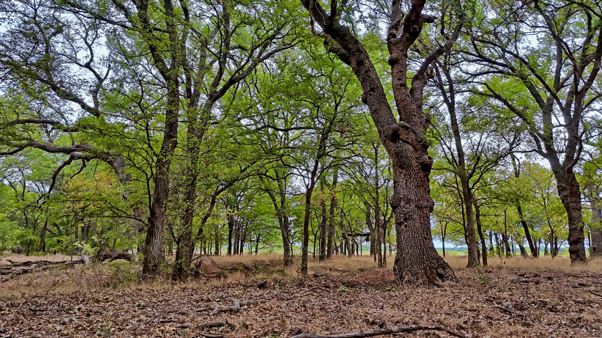 Cross Creek Ranch 