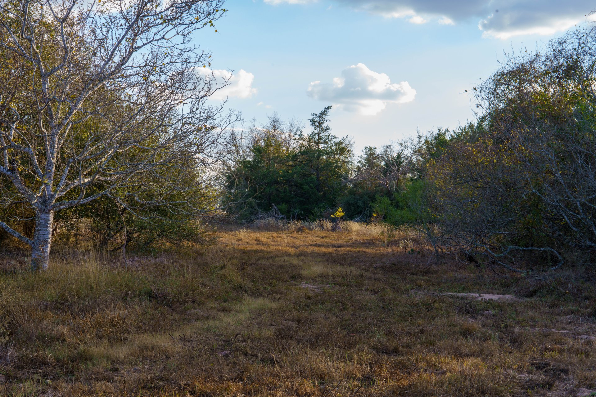 Gonzales County | 104+/- Acres