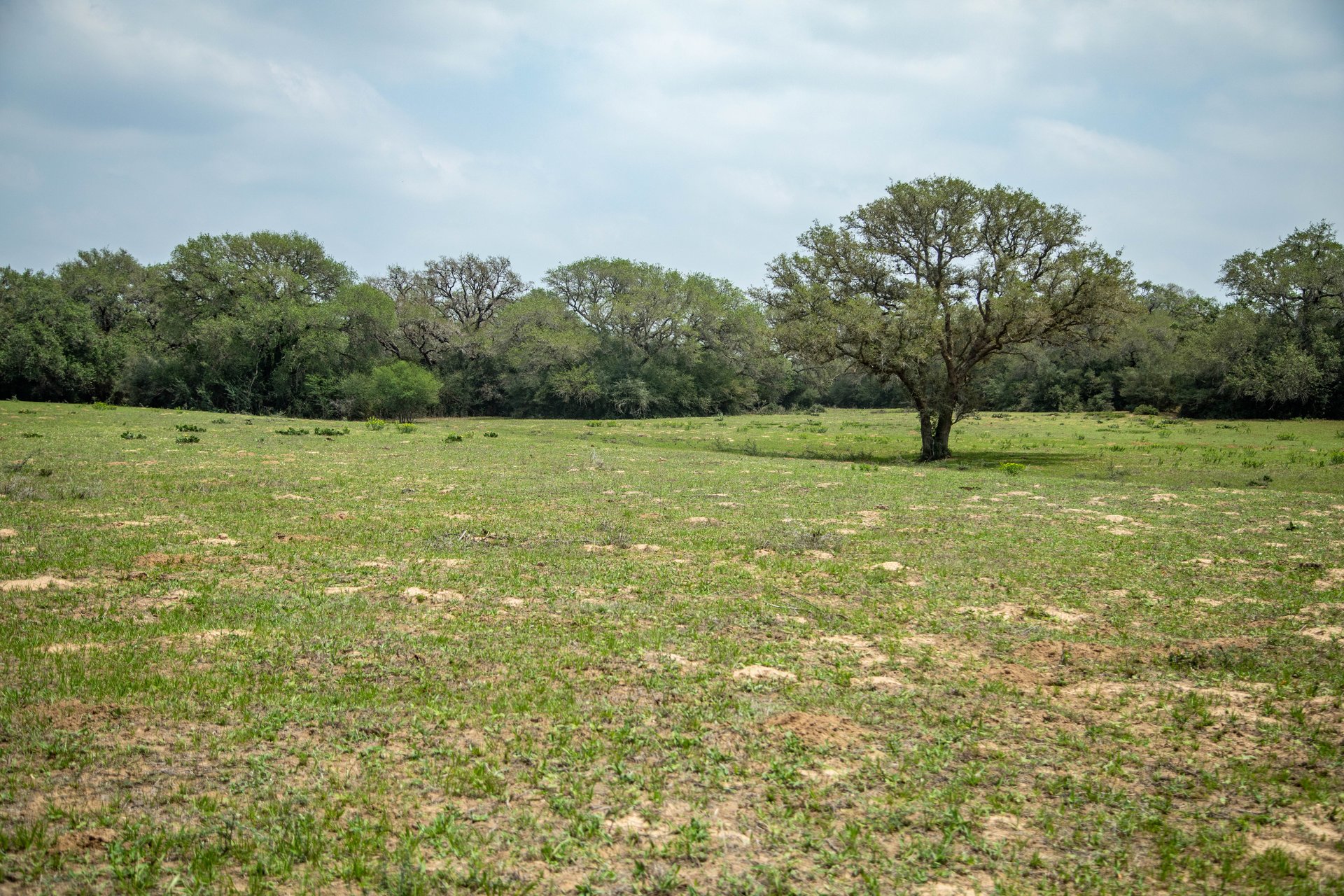 Five Mile Creek Reserve | 252.73± Acres-High Fence | DeWitt County, TX