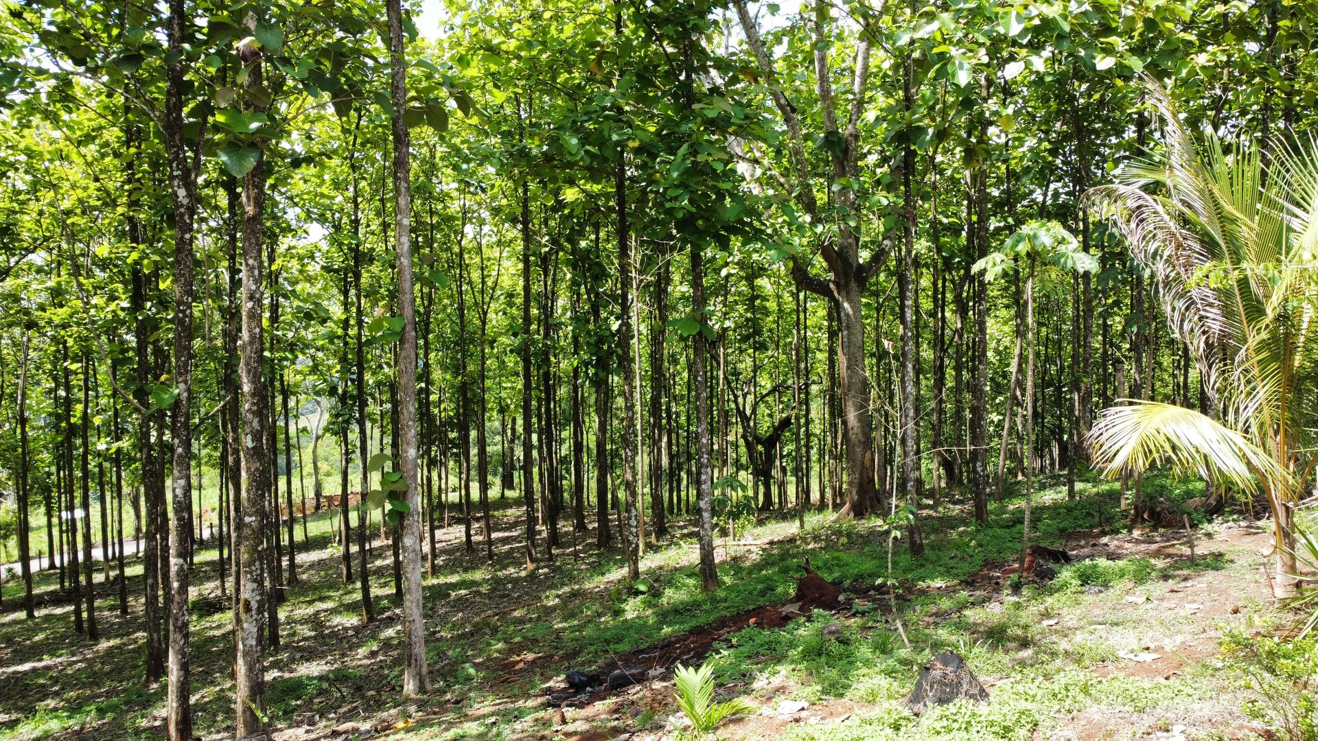 7-Hectare Farm with Teak Plantation, Existing Home & Eco-Development Potential Near Parrita, Costa Rica
