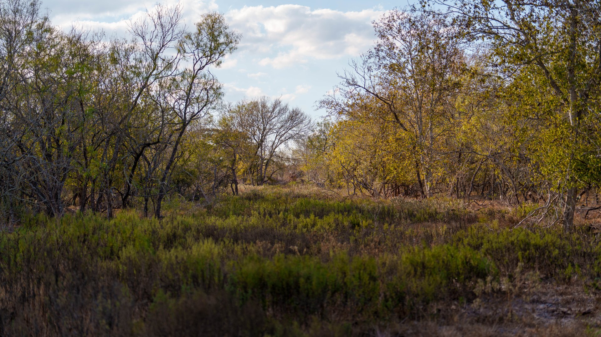 Gonzales County | 104+/- Acres
