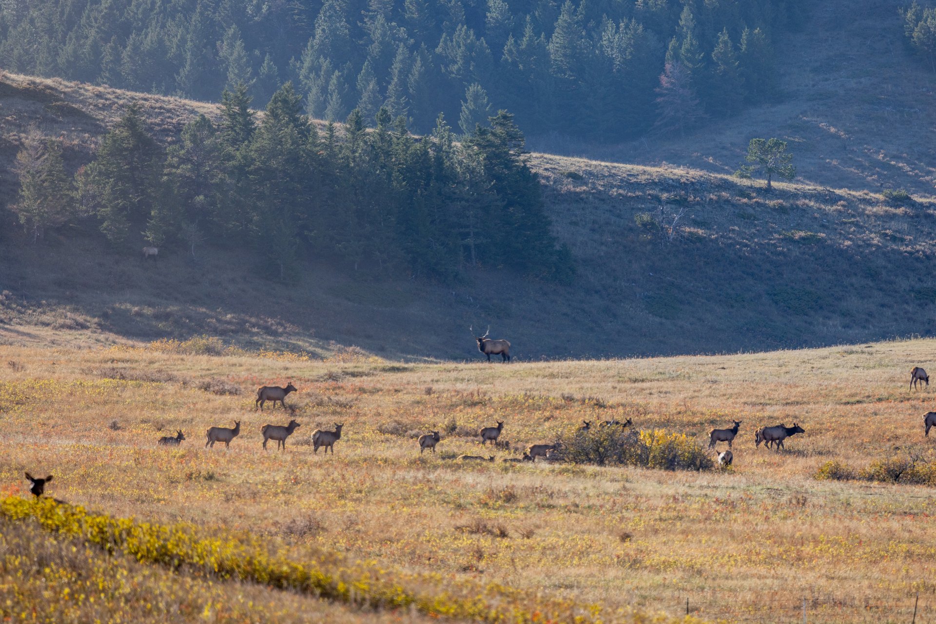 Box Elder Ranch