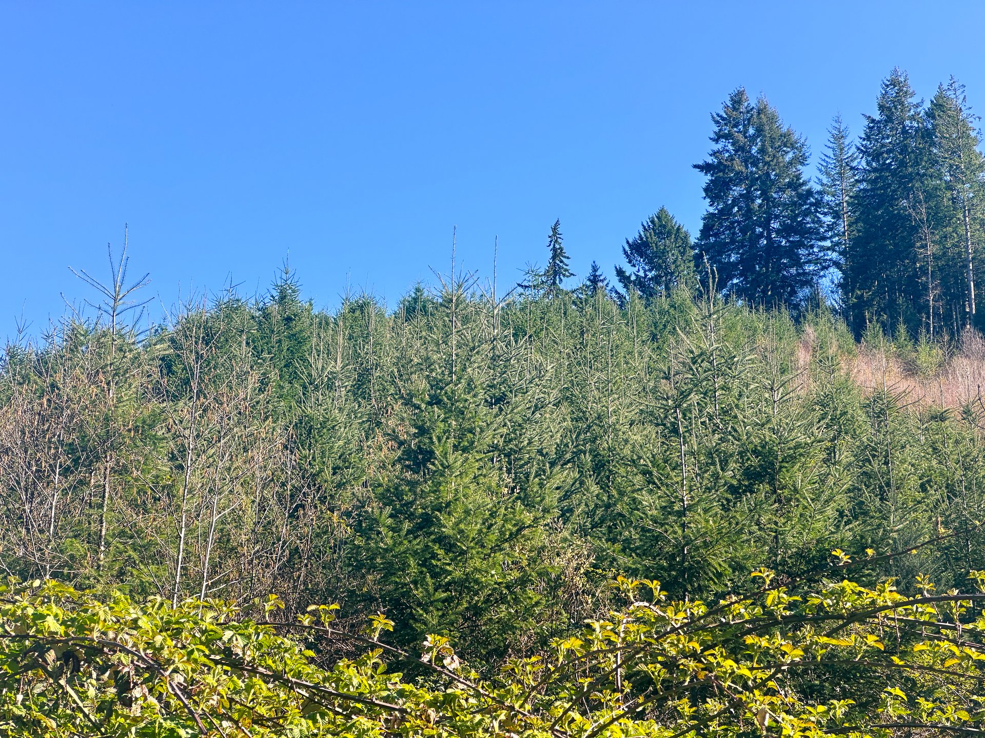 Coyote Creek Forest