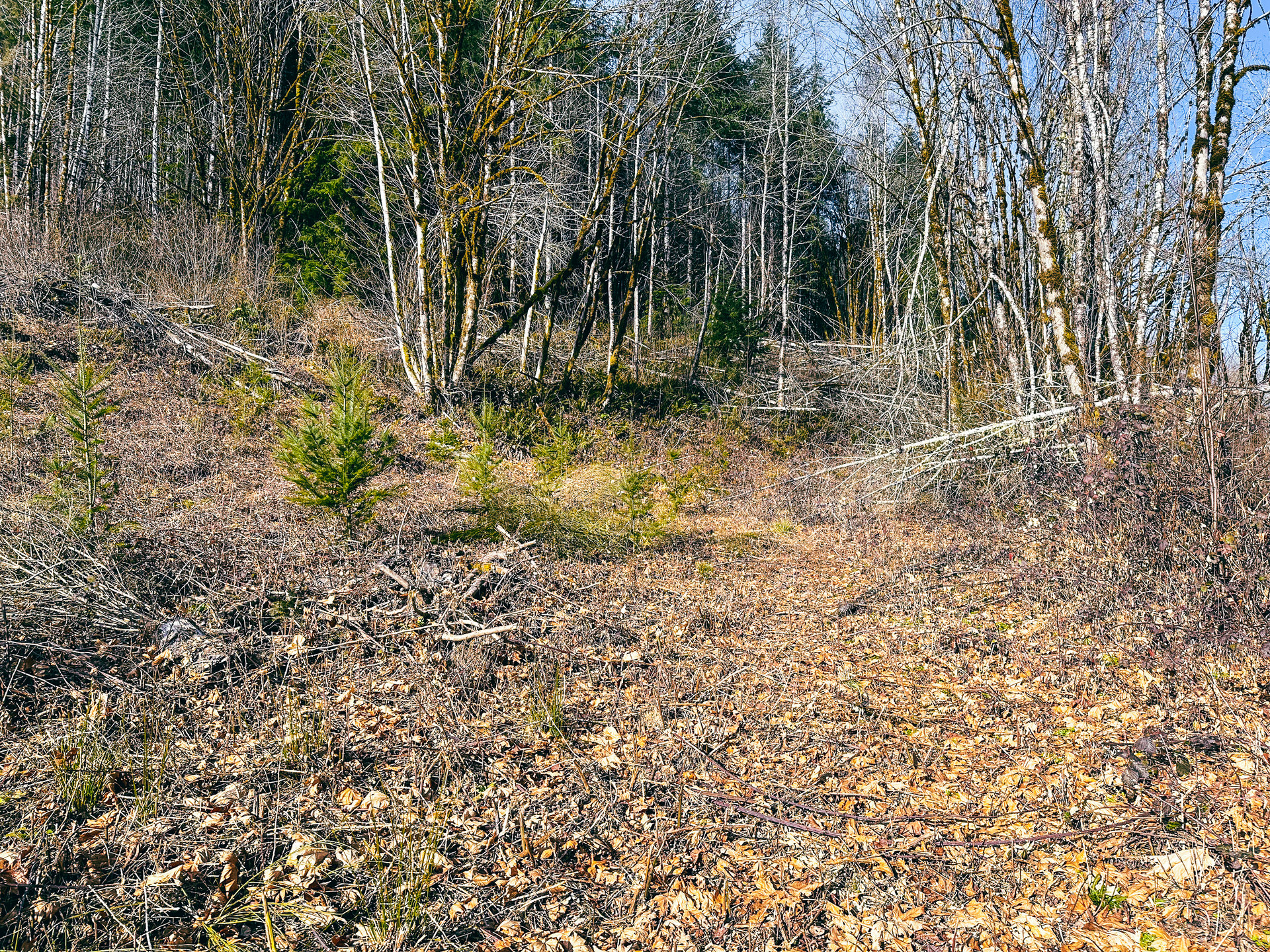 Waite Creek Woodlands