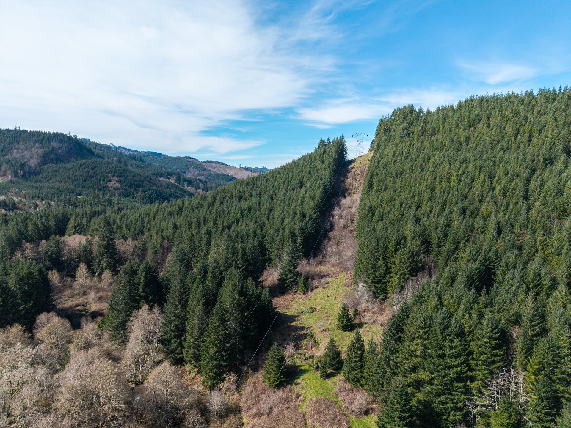 LITTLE ELK TREEFARM