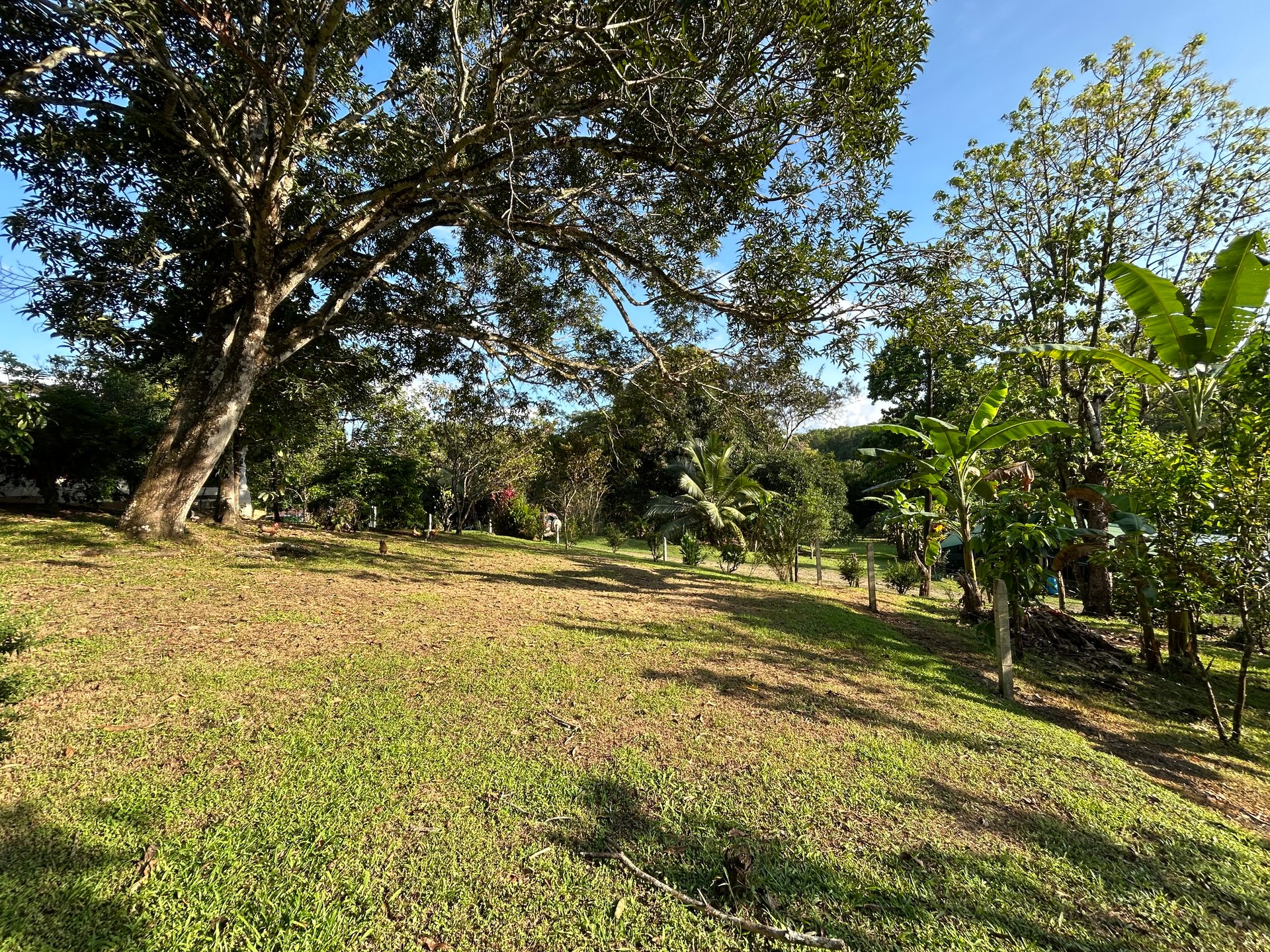 Commercial & Residential Property in Punta Mala with Producing Fruit Trees