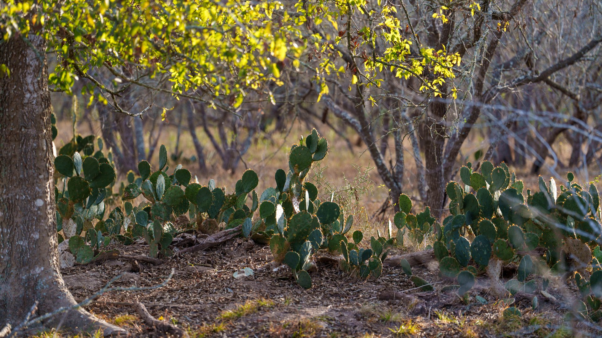 Gonzales County | 104+/- Acres
