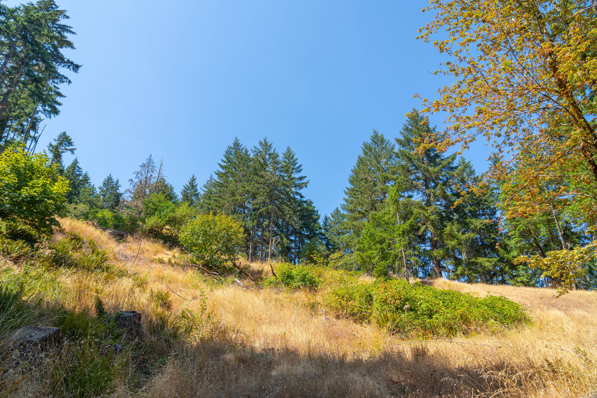 STRICKLAND BOULDER FOREST