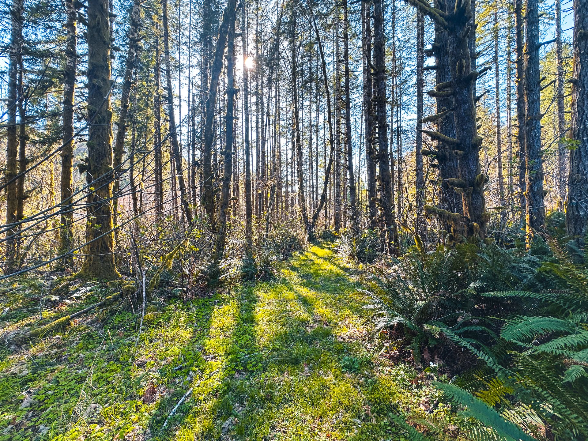 Coyote Creek Forest