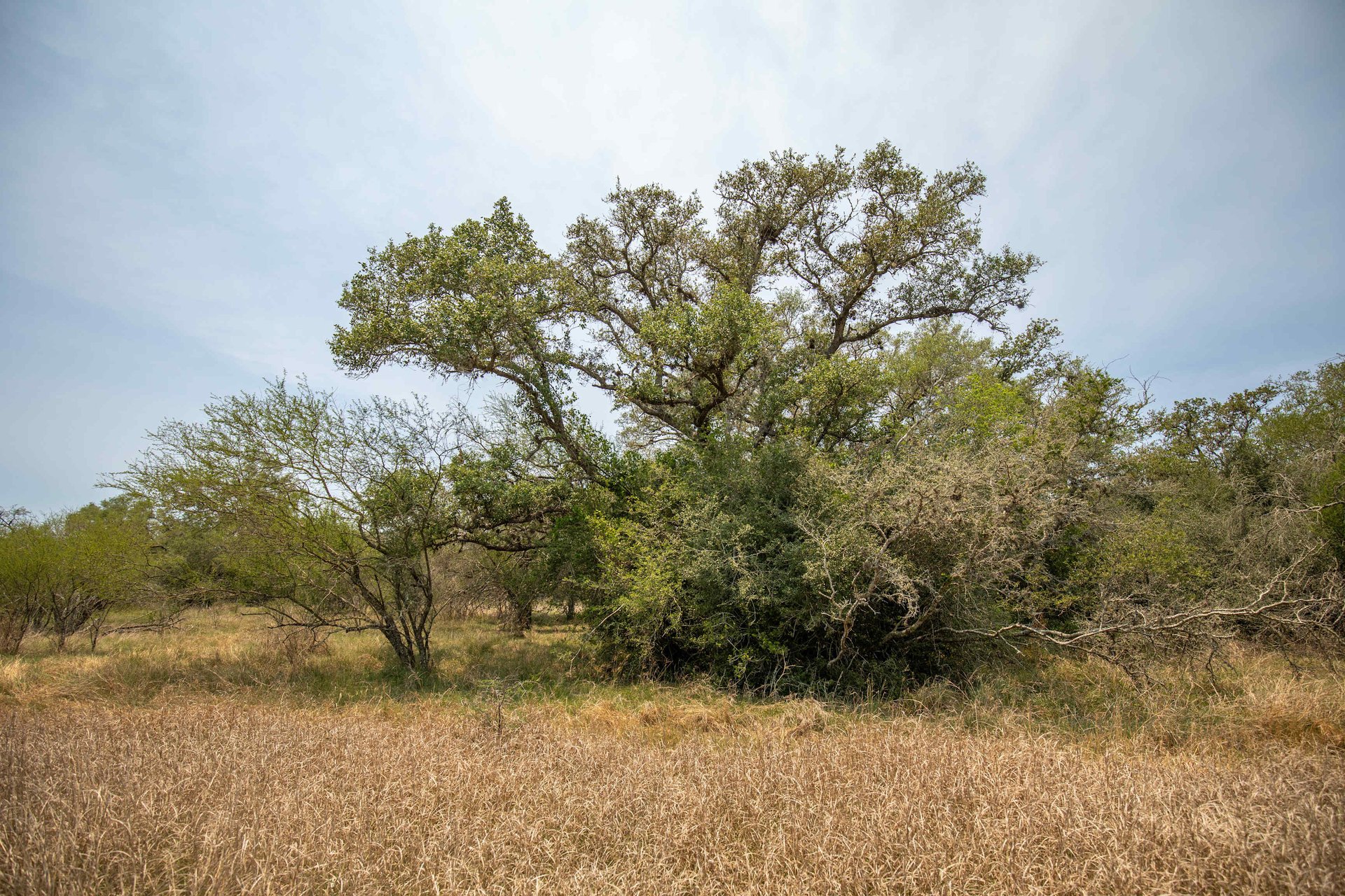 Green DeWitt Rd | 40.82± Acres | DeWitt County