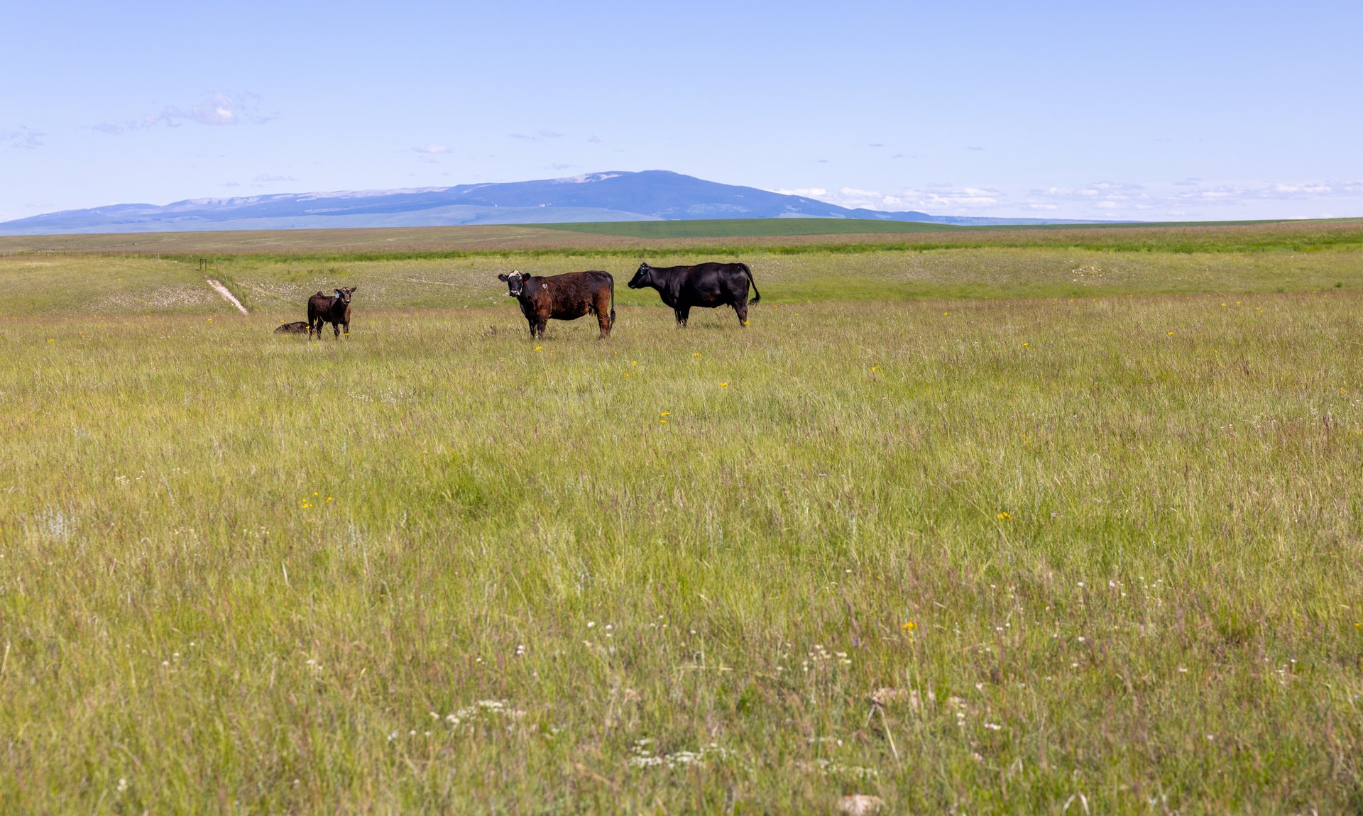 Hauck Coulee Ranch