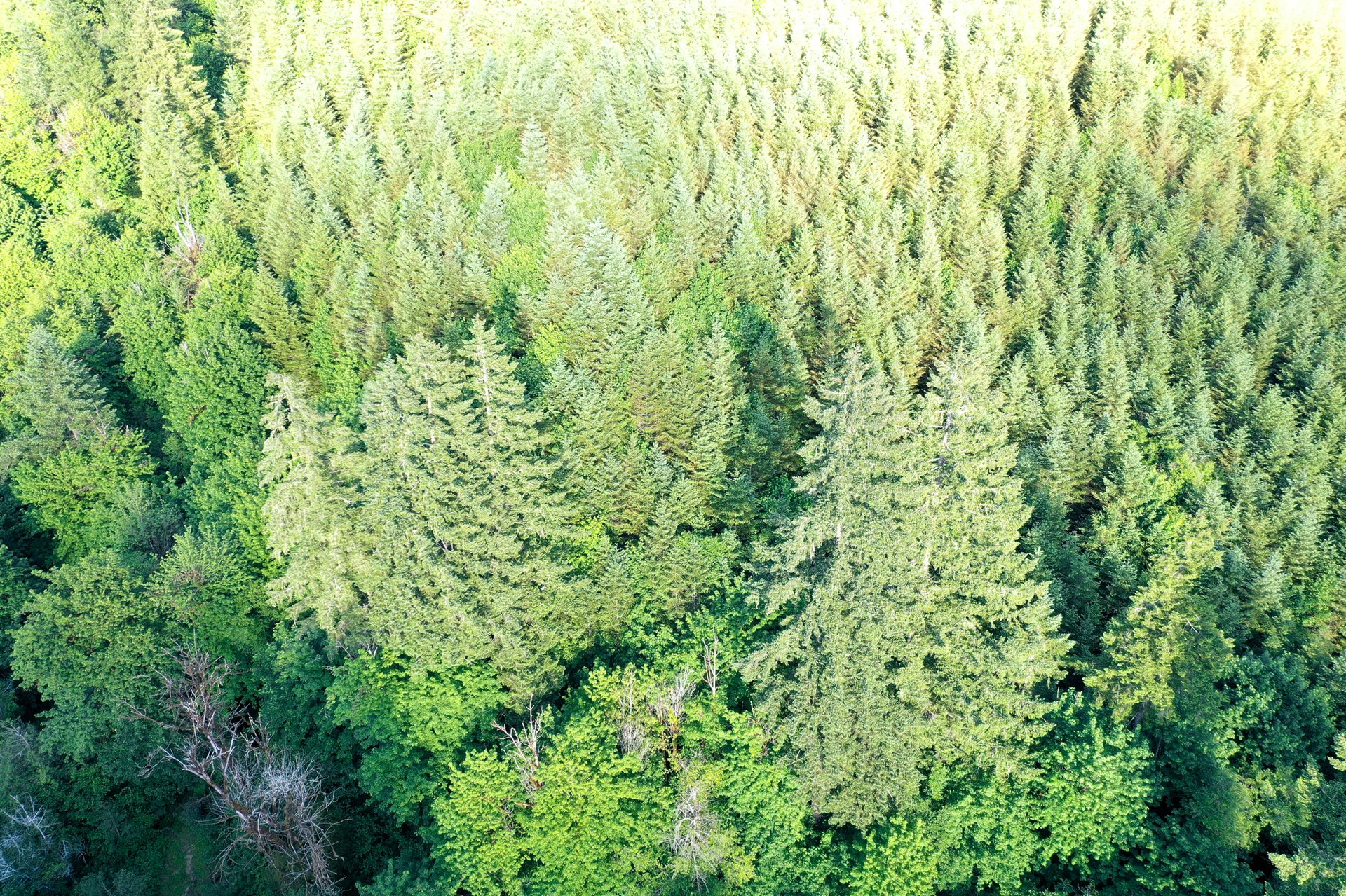 Little Forest