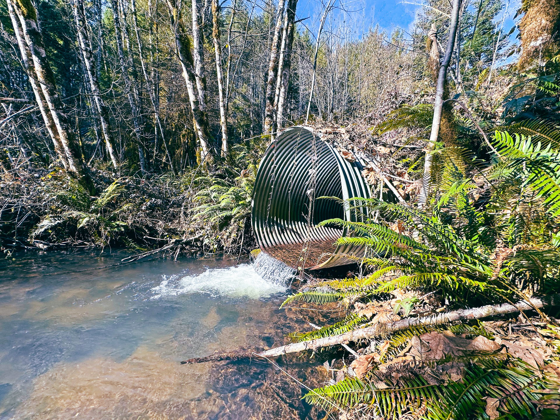 Camp Creek Forest