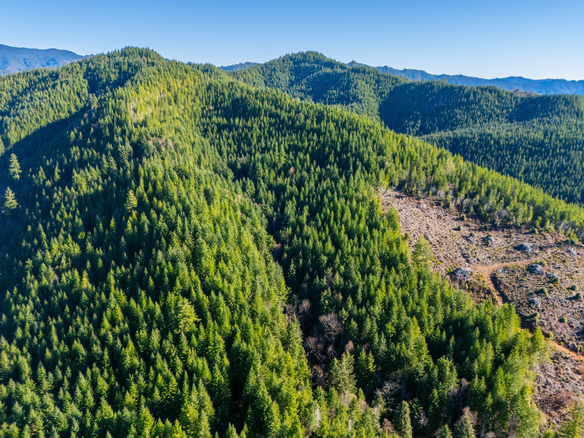 RICHARDSON TIMBER