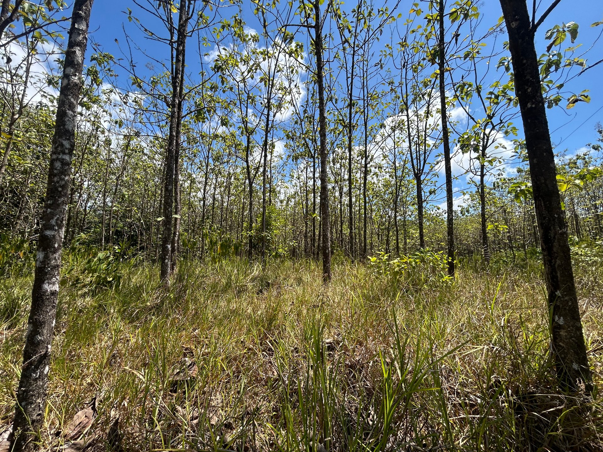 Prime 1.24-Acre Land in Matapalo / San Andrés – Ready to Build