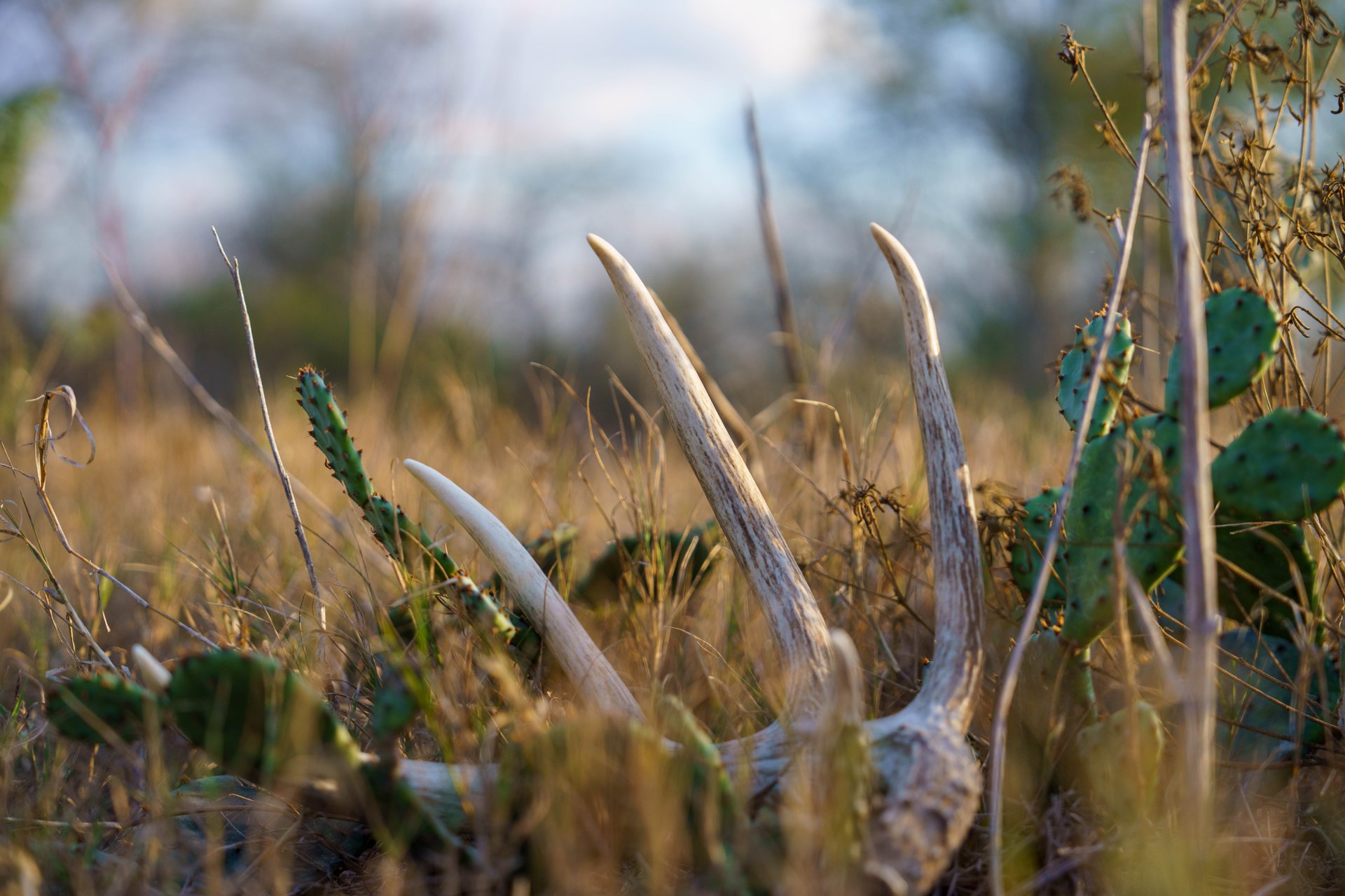 Gonzales County | 104+/- Acres