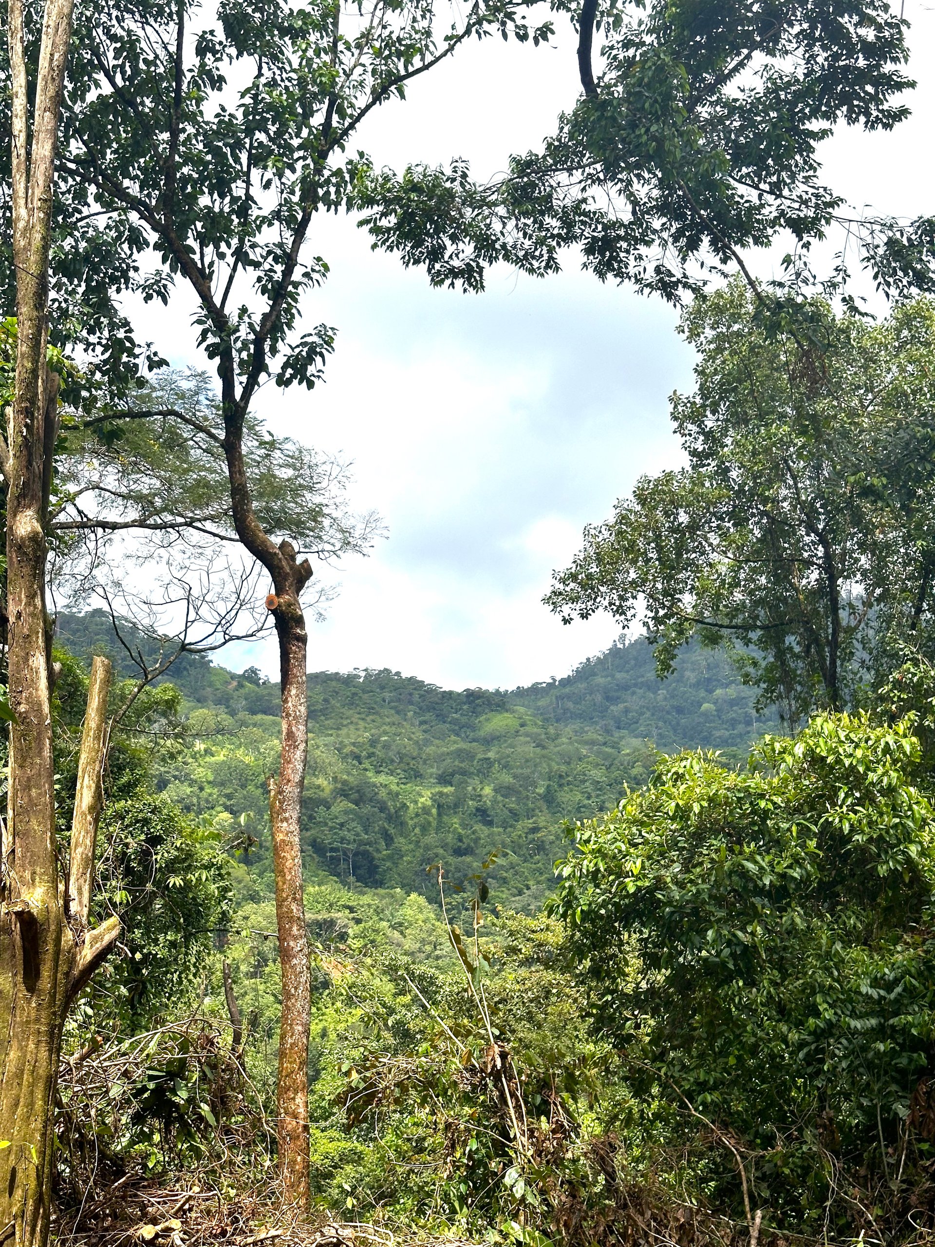 Mountain View Building Lot in Prestigious Gated Community With Private Waterfall & Two Building Sites