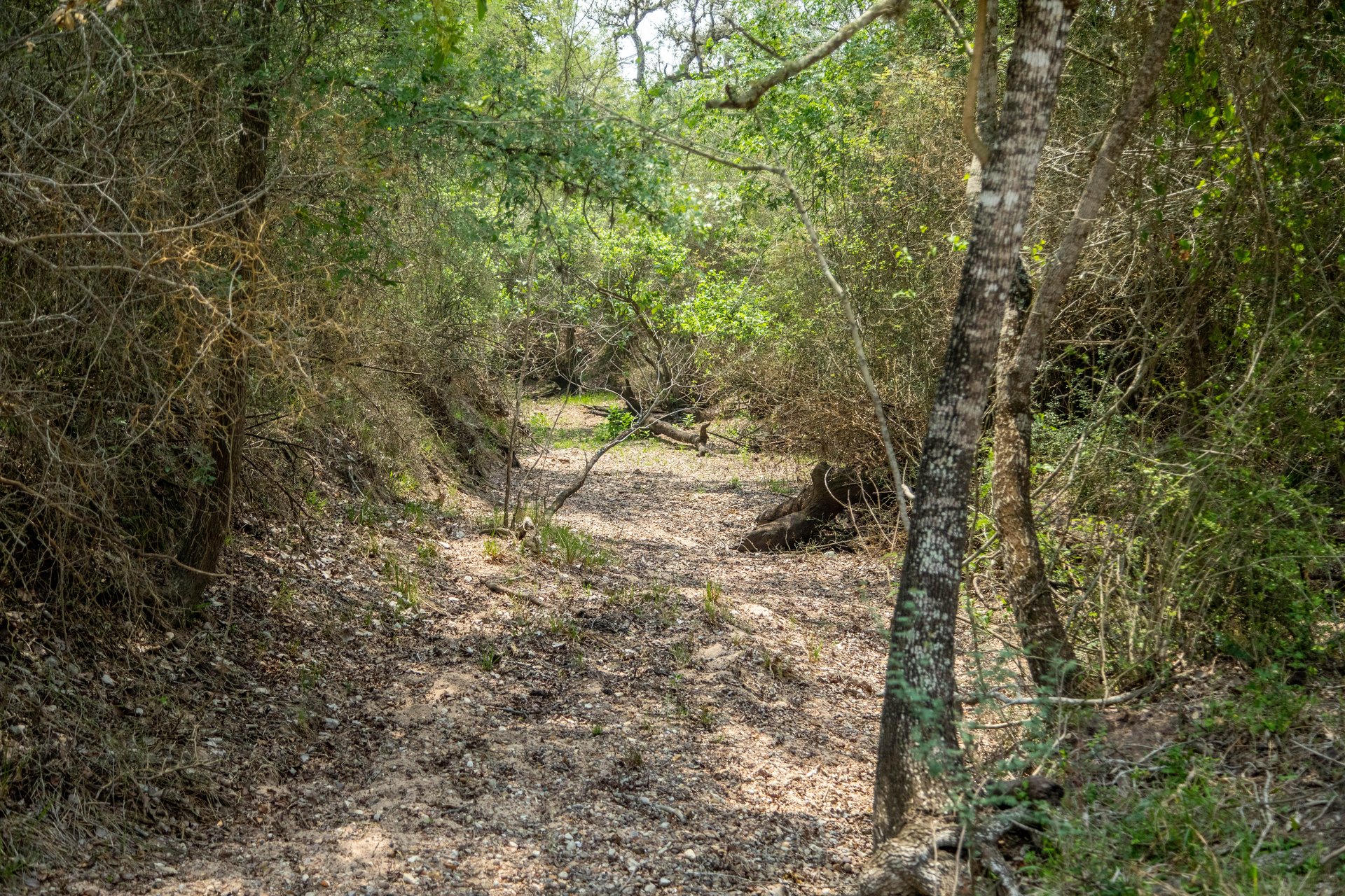 Five Mile Creek Reserve | 252.73± Acres-High Fence | DeWitt County, TX