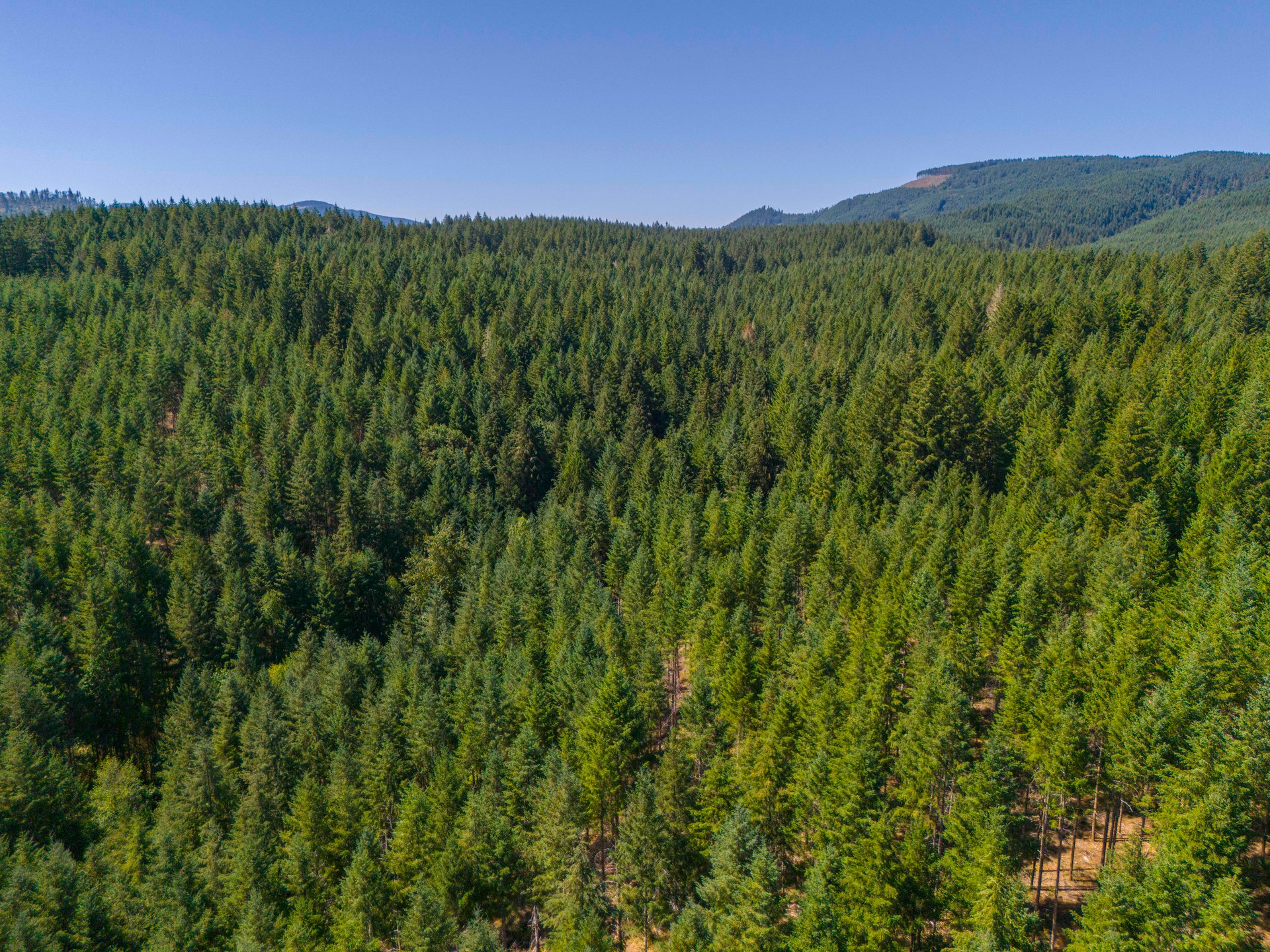 Thetford Home & Forest