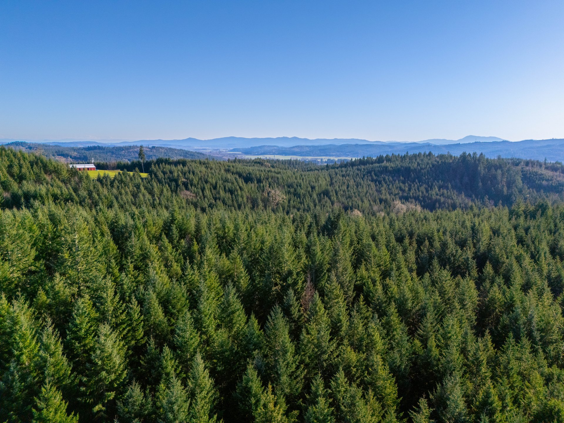 Liberty Forest Auction