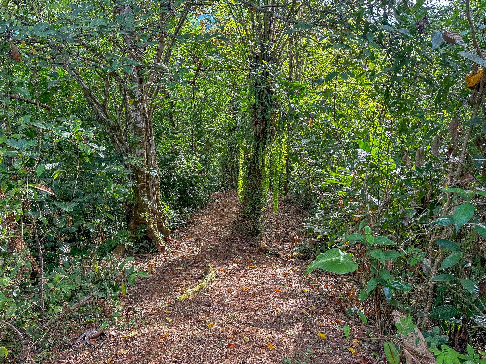 A Huge Rainforest, River & Waterfall Property With TWO Mountain & Jungle-View Luxury Homes on a Massive 4.93 Acre Lot – PLUS an Additional Plantel ready for Development